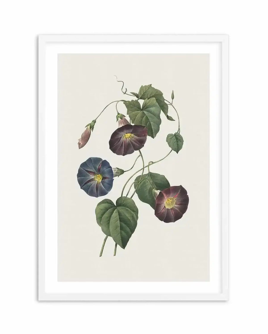 Watercolour art print featuring a botanical illustration of morning glory vines with several dark purple and blue-purple trumpet-shaped flowers, buds, and green heart-shaped leaves, displayed in a white frame with a white border.