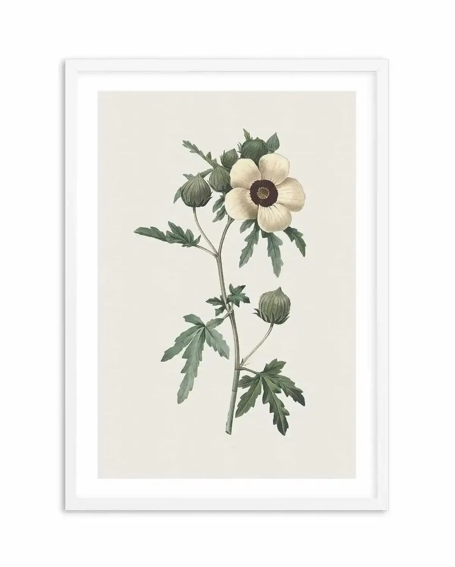 Watercolour art print featuring a botanical illustration of a single stemmed plant with a large, open cream-colored flower with a dark brown center, surrounded by several closed green buds and dark green leaves, printed on fine art paper and displayed in a white frame with white border.