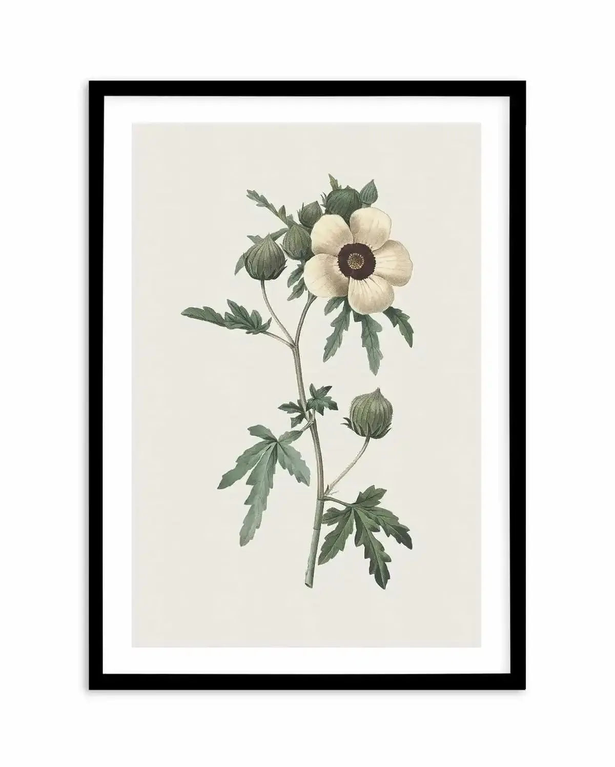 Botanica VII Art Print-PRINT-Olive et Oriel-Olive et Oriel-A5 | 5.8" x 8.3" | 14.8 x 21cm-Black-With White Border-Buy-Australian-Art-Prints-Online-with-Olive-et-Oriel-Your-Artwork-Specialists-Austrailia-Decorate-With-Coastal-Photo-Wall-Art-Prints-From-Our-Beach-House-Artwork-Collection-Fine-Poster-and-Framed-Artwork