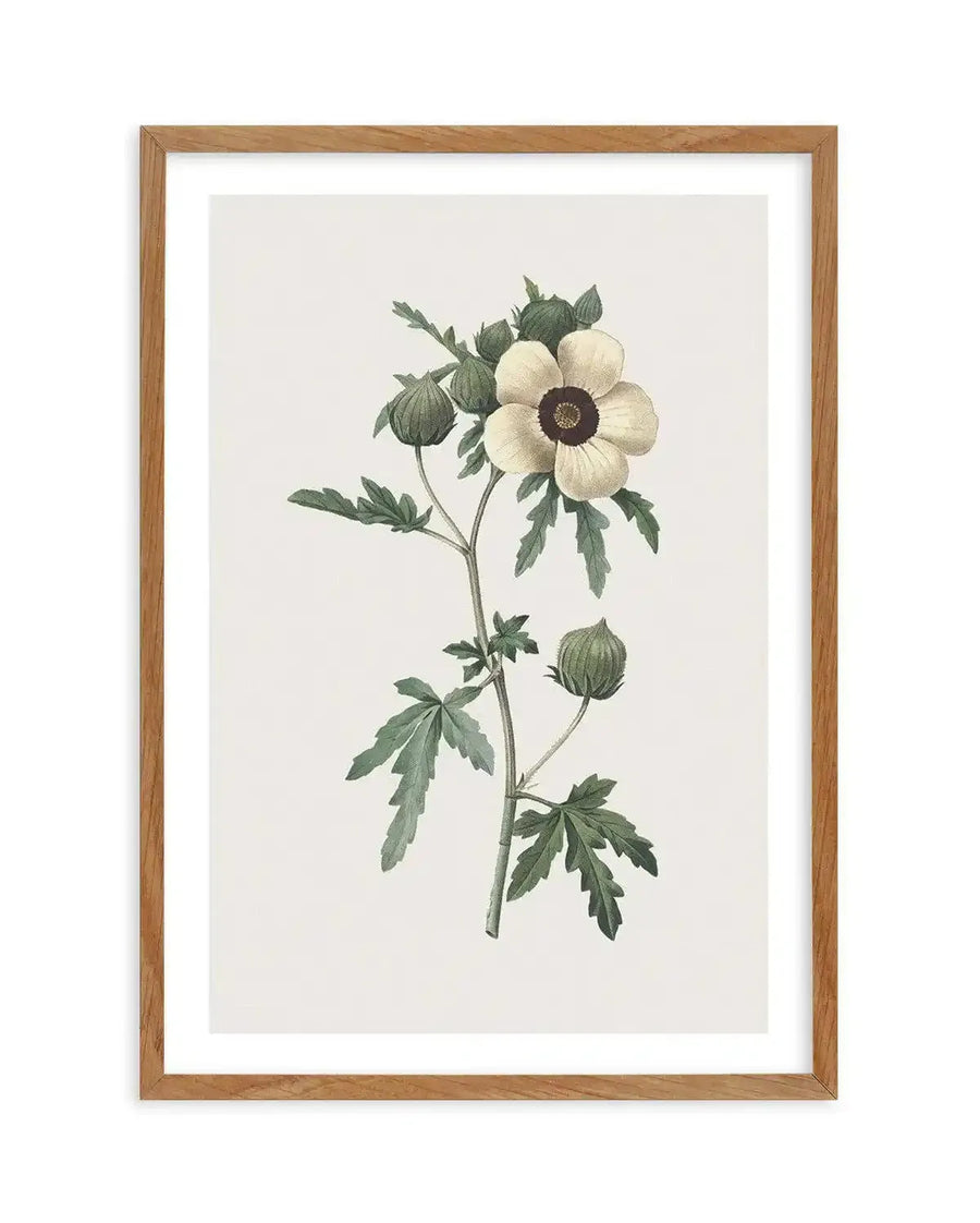 Botanical art print featuring a detailed illustration of a single white hibiscus flower with a dark brown center, surrounded by green leaves and several closed flower buds, displayed in a natural oak frame with white border.