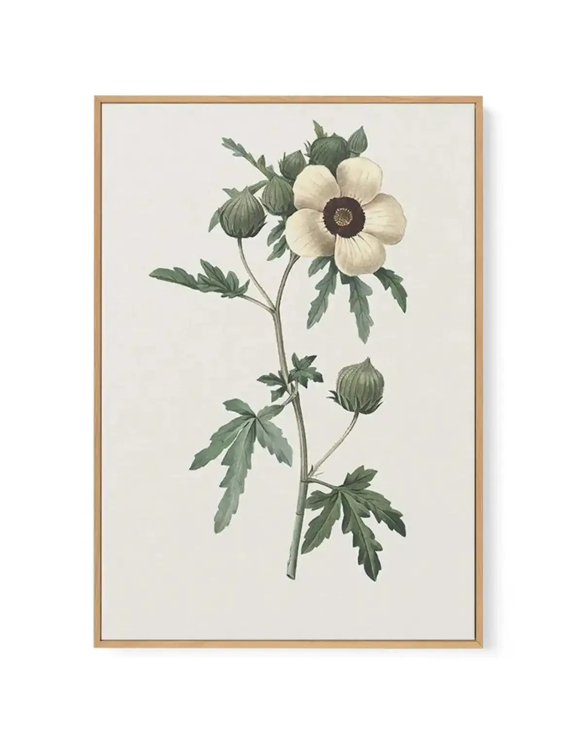 Botanica VII | Framed Canvas-CANVAS-You can shop wall art online with Olive et Oriel for everything from abstract art to fun kids wall art. Our beautiful modern art prints and canvas art are available from large canvas prints to wall art paintings and our proudly Australian artwork collection offers only the highest quality framed large wall art and canvas art Australia - You can buy fashion photography prints or Hampton print posters and paintings on canvas from Olive et Oriel and have them del