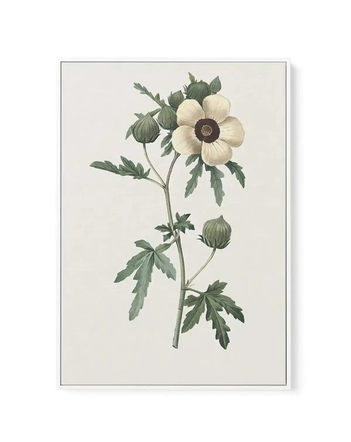 Botanica VII | Framed Canvas-CANVAS-You can shop wall art online with Olive et Oriel for everything from abstract art to fun kids wall art. Our beautiful modern art prints and canvas art are available from large canvas prints to wall art paintings and our proudly Australian artwork collection offers only the highest quality framed large wall art and canvas art Australia - You can buy fashion photography prints or Hampton print posters and paintings on canvas from Olive et Oriel and have them del