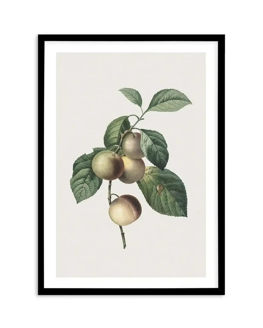 Botanical art print featuring a branch with five light green and pale yellow plums and dark green leaves, displayed in a black frame with white border. The illustration has a detailed, realistic quality with subtle shading on the fruit and visible leaf veins.