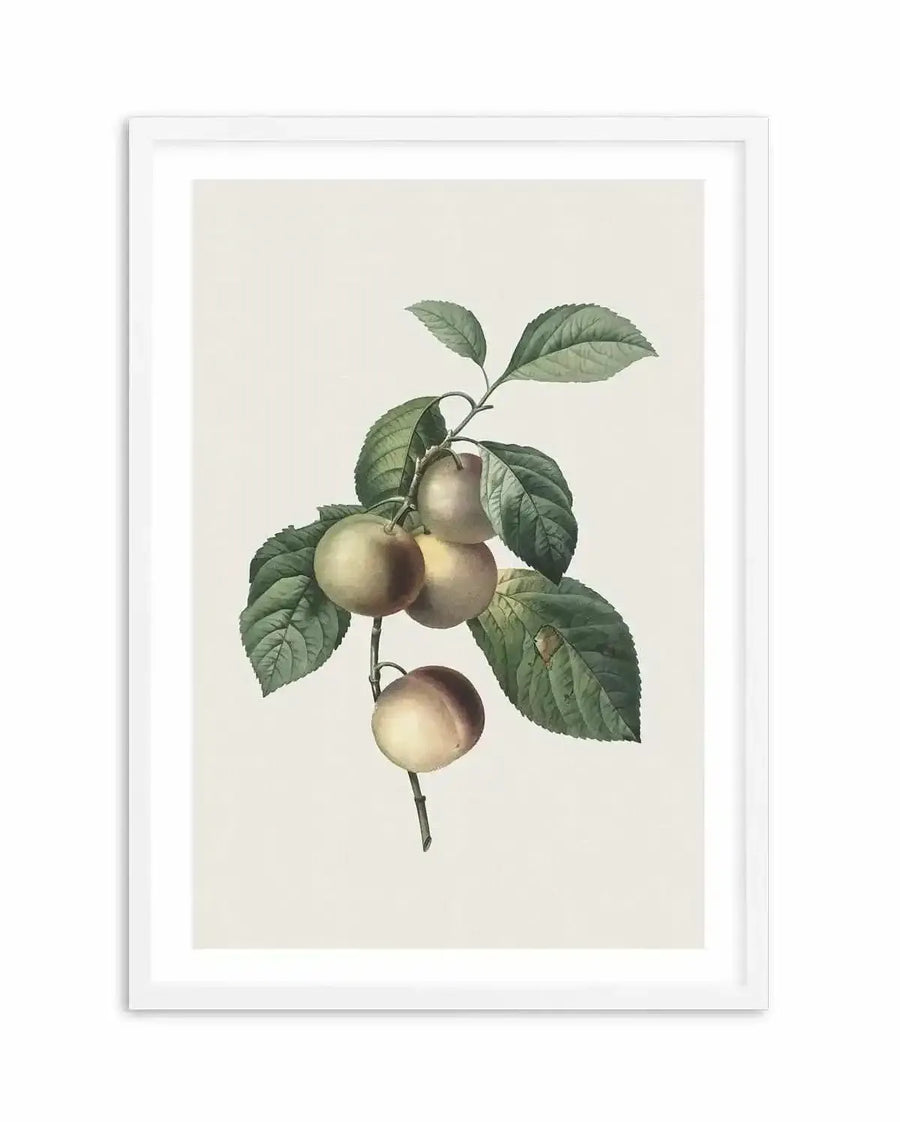 Botanical art print featuring a branch with five light green plums and green leaves, with a white frame and white border. The plums have a subtle blush of pink on their skin, and the leaves show fine vein details and some natural imperfections.