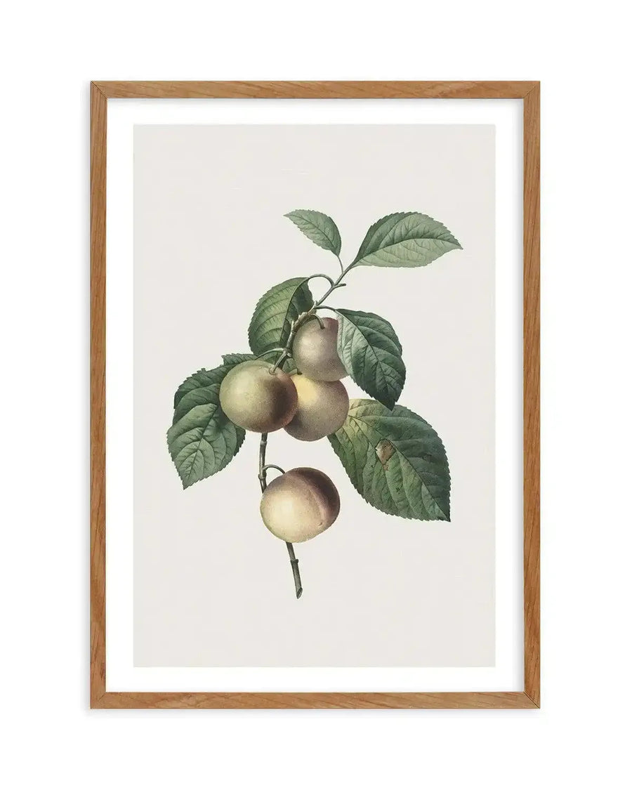 Watercolour art print featuring a botanical illustration of a branch with four light green plums and green leaves, displayed in a natural oak frame with white border.