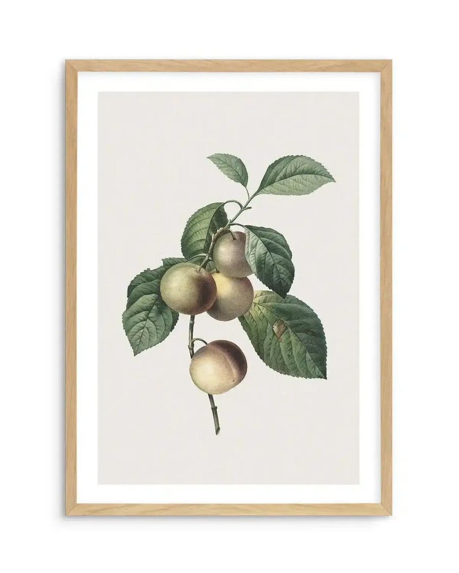Watercolour art print featuring a botanical illustration of a branch with five round, light green-yellow plums and dark green leaves, displayed in a natural oak frame with white border.