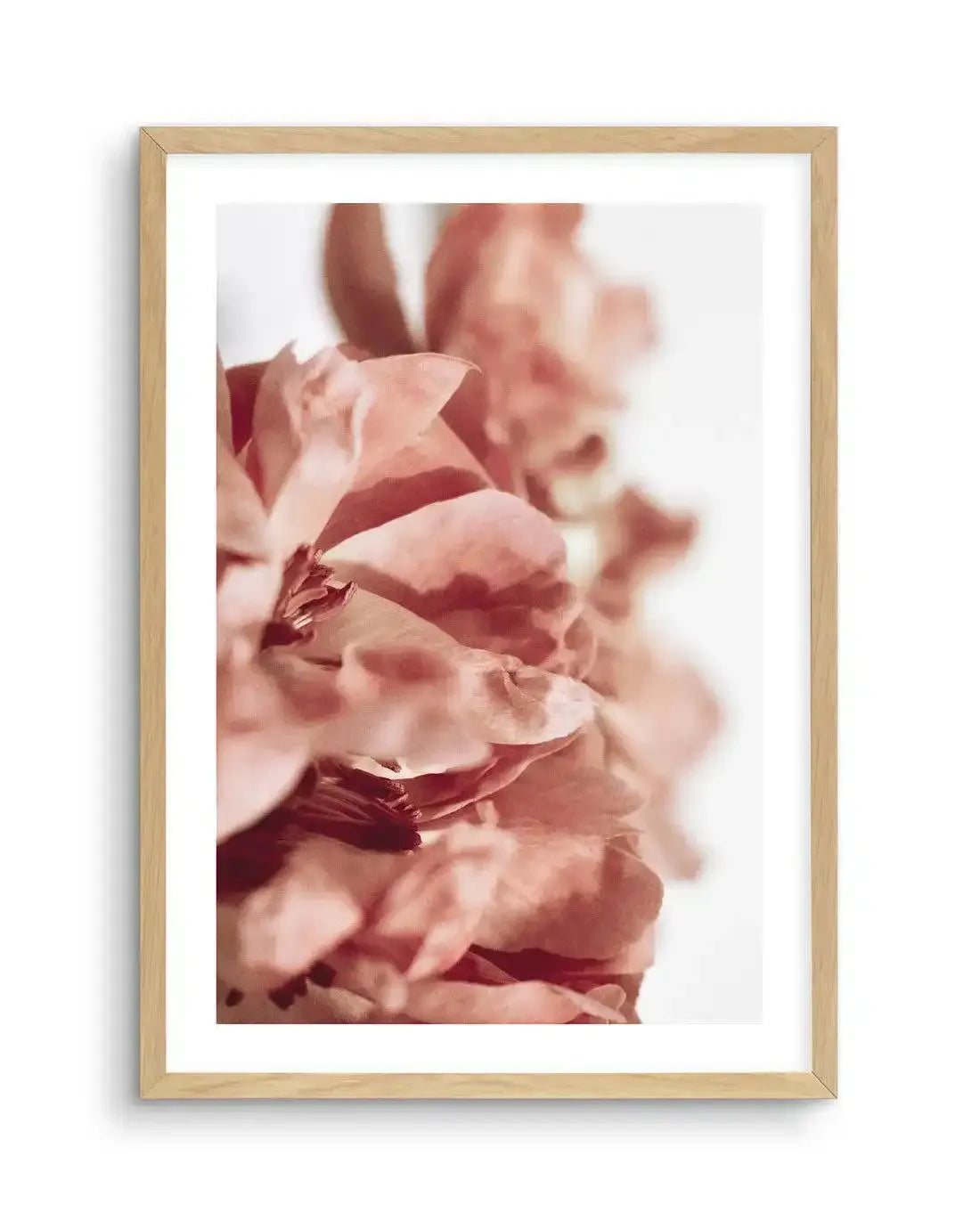 Burnt Peony I Art Print-PRINT-Olive et Oriel-Olive et Oriel-A4 | 8.3" x 11.7" | 21 x 29.7cm-Oak-With White Border-Buy-Australian-Art-Prints-Online-with-Olive-et-Oriel-Your-Artwork-Specialists-Austrailia-Decorate-With-Coastal-Photo-Wall-Art-Prints-From-Our-Beach-House-Artwork-Collection-Fine-Poster-and-Framed-Artwork
