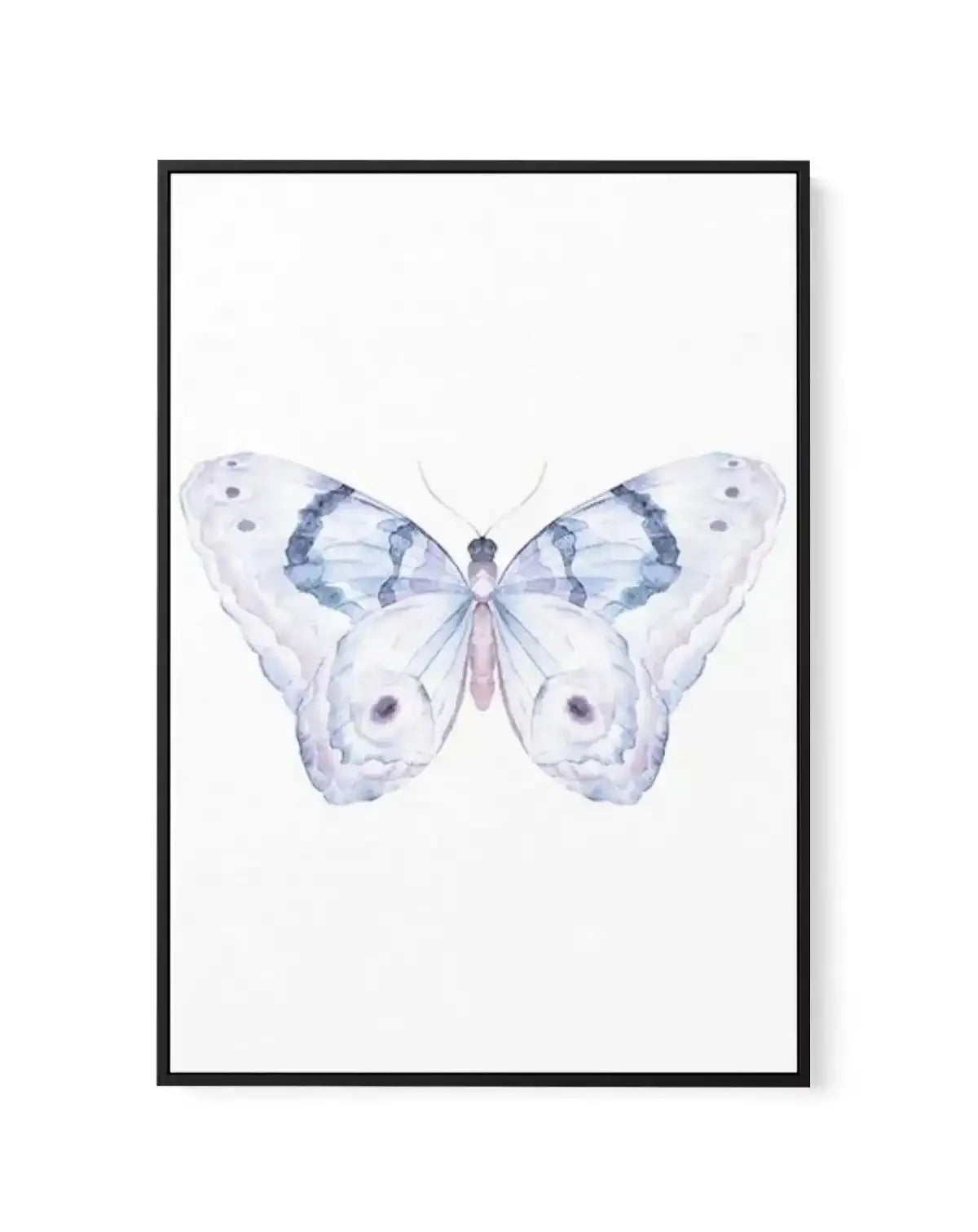 Butterfly II | Framed Canvas-CANVAS-You can shop wall art online with Olive et Oriel for everything from abstract art to fun kids wall art. Our beautiful modern art prints and canvas art are available from large canvas prints to wall art paintings and our proudly Australian artwork collection offers only the highest quality framed large wall art and canvas art Australia - You can buy fashion photography prints or Hampton print posters and paintings on canvas from Olive et Oriel and have them del