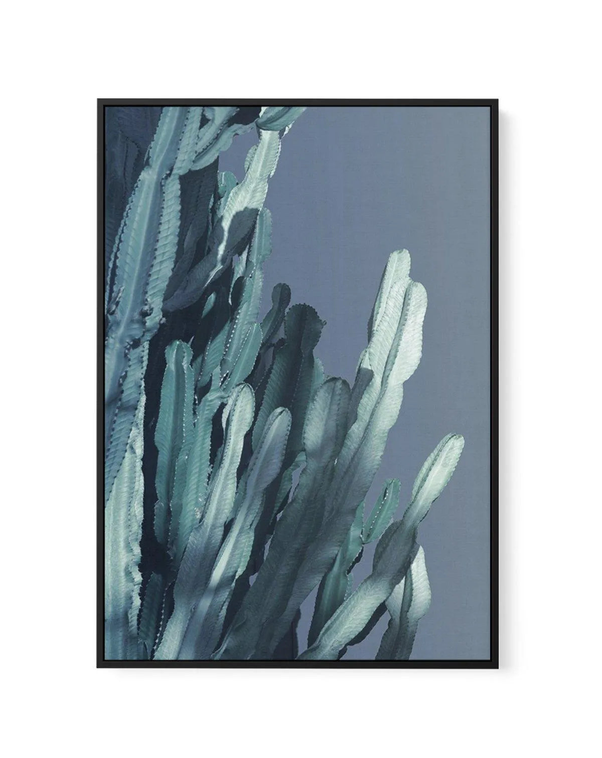 Cactus In Blue II | Framed Canvas-CANVAS-You can shop wall art online with Olive et Oriel for everything from abstract art to fun kids wall art. Our beautiful modern art prints and canvas art are available from large canvas prints to wall art paintings and our proudly Australian artwork collection offers only the highest quality framed large wall art and canvas art Australia - You can buy fashion photography prints or Hampton print posters and paintings on canvas from Olive et Oriel and have the