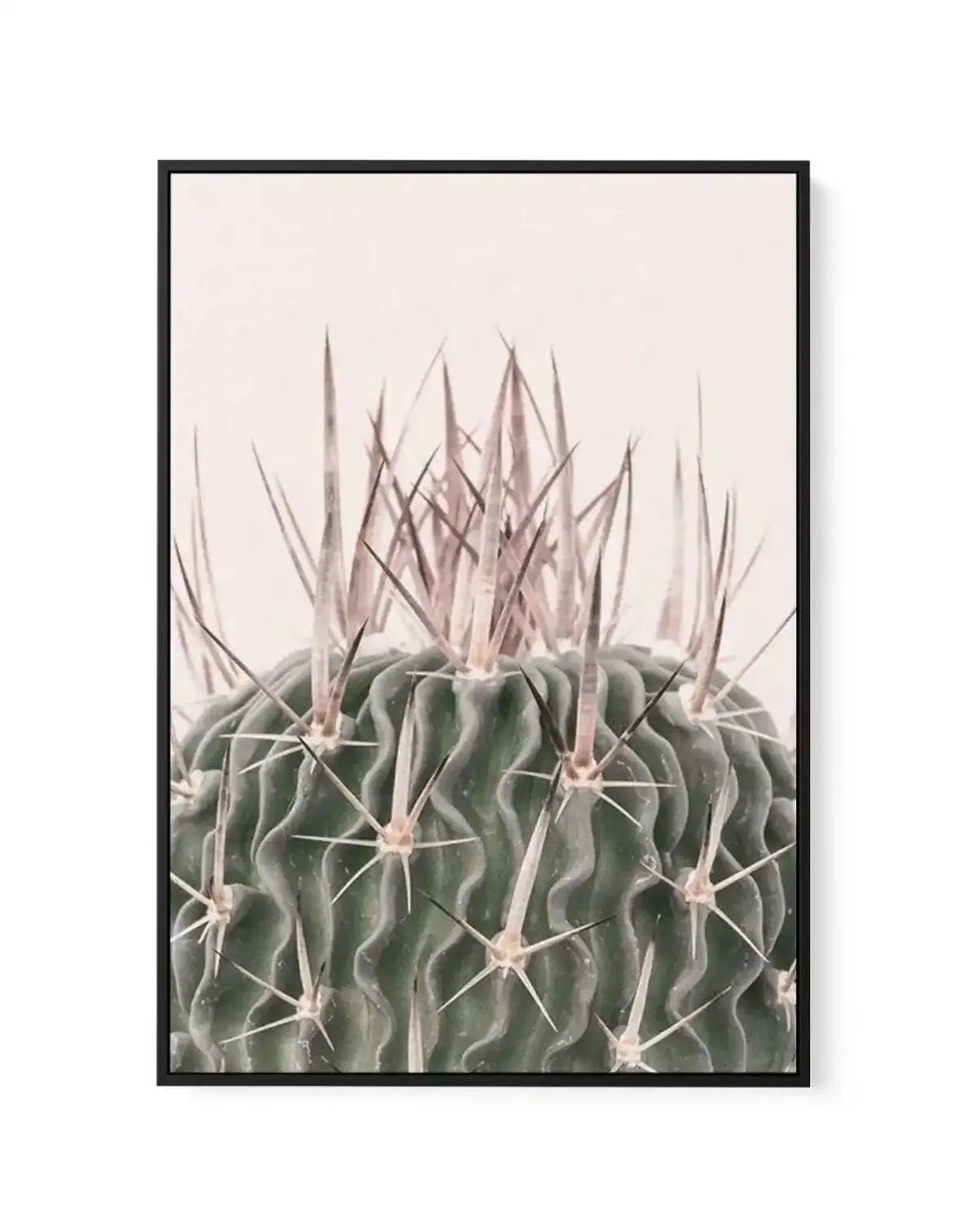 Cactus On Pink I | Framed Canvas-CANVAS-You can shop wall art online with Olive et Oriel for everything from abstract art to fun kids wall art. Our beautiful modern art prints and canvas art are available from large canvas prints to wall art paintings and our proudly Australian artwork collection offers only the highest quality framed large wall art and canvas art Australia - You can buy fashion photography prints or Hampton print posters and paintings on canvas from Olive et Oriel and have them