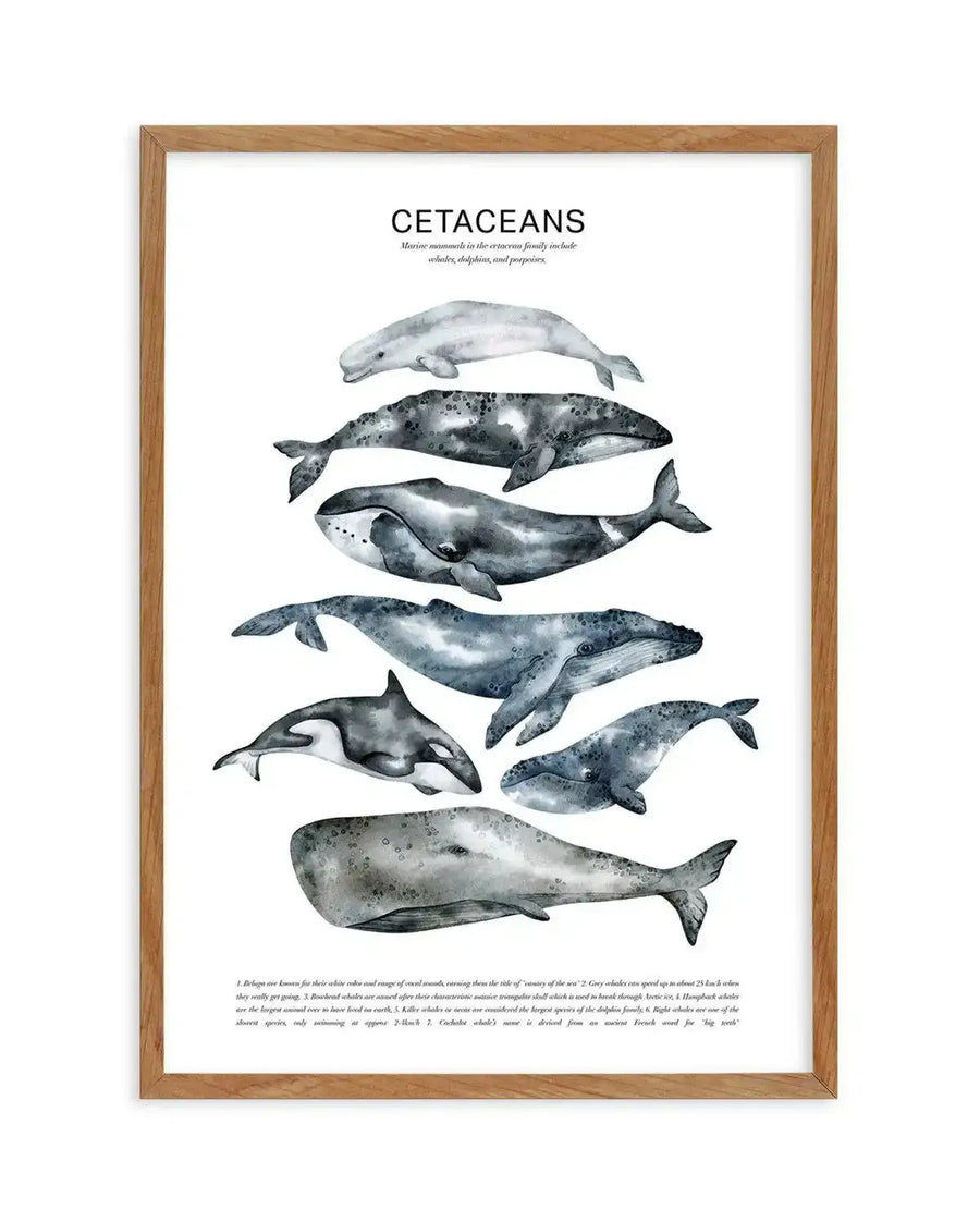 Watercolour art print featuring a vertical arrangement of nine different cetaceans in shades of grey and blue, with their names and a brief description at the bottom, displayed in a natural oak frame with white border.