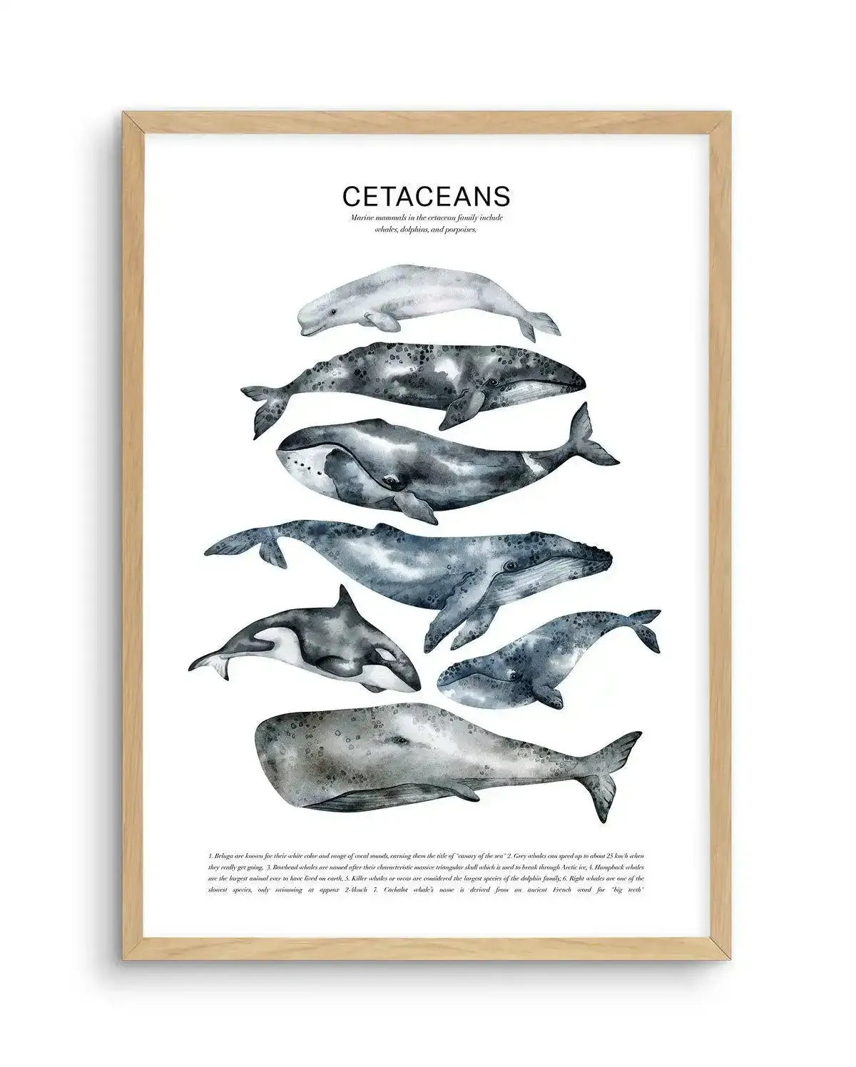 Cetaceans Chart Art Print-PRINT-Olive et Oriel-Olive et Oriel-A5 | 5.8" x 8.3" | 14.8 x 21cm-Oak-With White Border-Buy-Australian-Art-Prints-Online-with-Olive-et-Oriel-Your-Artwork-Specialists-Austrailia-Decorate-With-Coastal-Photo-Wall-Art-Prints-From-Our-Beach-House-Artwork-Collection-Fine-Poster-and-Framed-Artwork