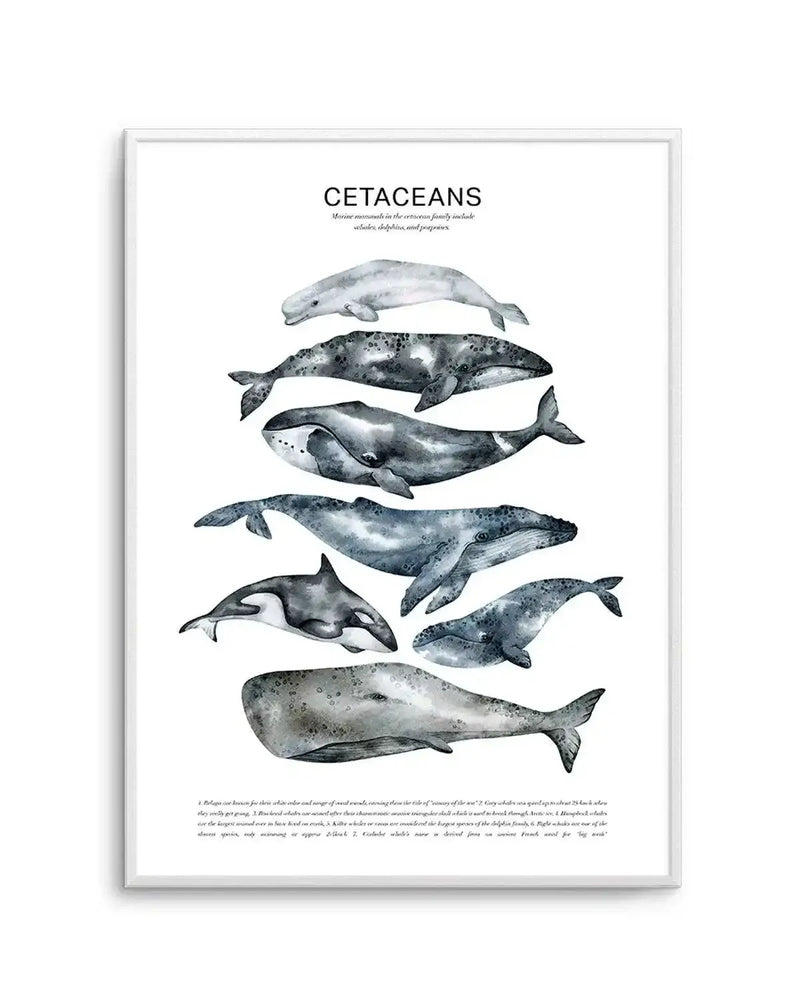 Watercolour art print featuring a collection of cetaceans (whales, dolphins, and porpoises) in various shades of grey and blue, arranged vertically on a white background. The print includes a beluga whale, a humpback whale, a sperm whale, a grey whale, an orca, a minke whale, and a bottlenose dolphin, all depicted with soft, flowing brushstrokes. The print is displayed in a white frame with a white border.