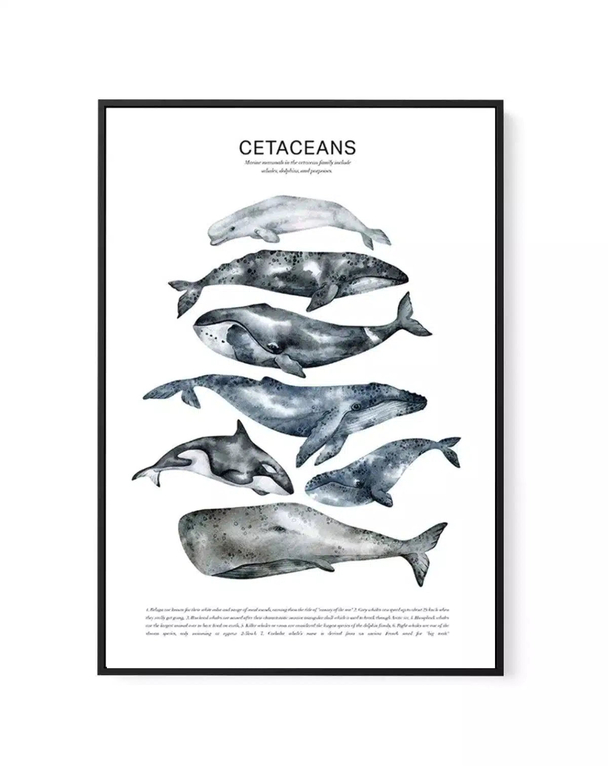 SALE A2 Cetaceans | Black | Framed Canvas from Olive et Oriel where you can shop wallpaper and artworks online