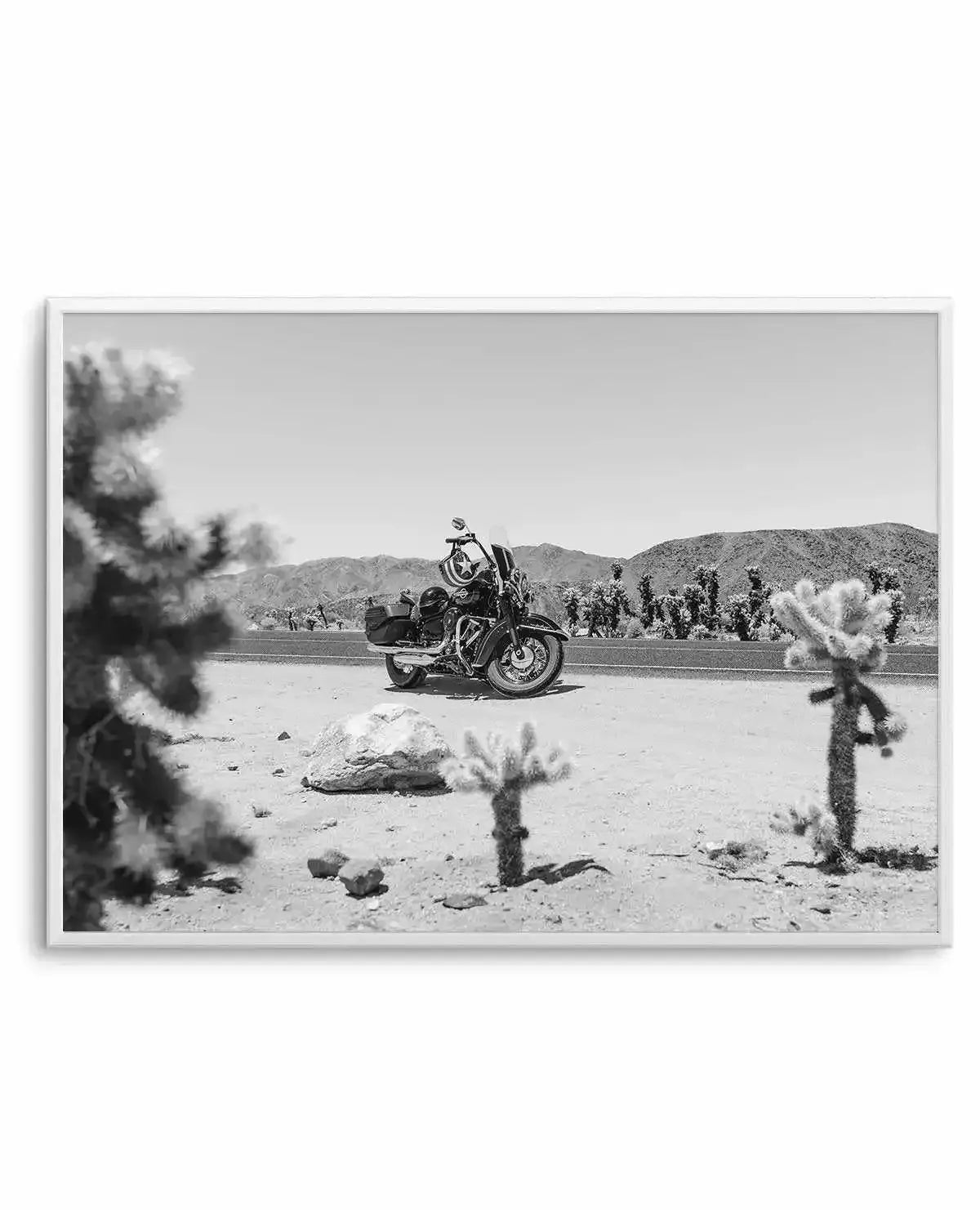 Cholla Garden By Tim Harris Art Print-PRINT-Olive et Oriel-Tim Harris-Buy-Australian-Art-Prints-Online-with-Olive-et-Oriel-Your-Artwork-Specialists-Austrailia-Decorate-With-Coastal-Photo-Wall-Art-Prints-From-Our-Beach-House-Artwork-Collection-Fine-Poster-and-Framed-Artwork