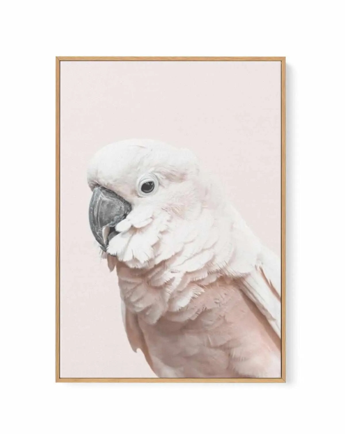 Cockatoo on Blush | Framed Canvas from Olive et Oriel where you can shop wallpaper and artworks online