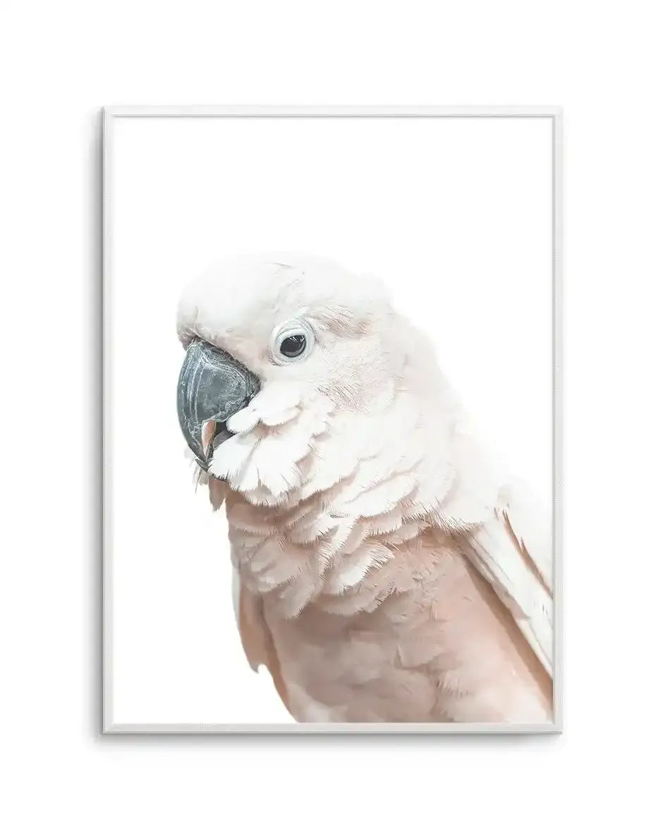 Cockatoo on White Art Print-PRINT-Olive et Oriel-Olive et Oriel-A5 | 5.8" x 8.3" | 14.8 x 21cm-Unframed Art Print-With White Border-Buy-Australian-Art-Prints-Online-with-Olive-et-Oriel-Your-Artwork-Specialists-Austrailia-Decorate-With-Coastal-Photo-Wall-Art-Prints-From-Our-Beach-House-Artwork-Collection-Fine-Poster-and-Framed-Artwork