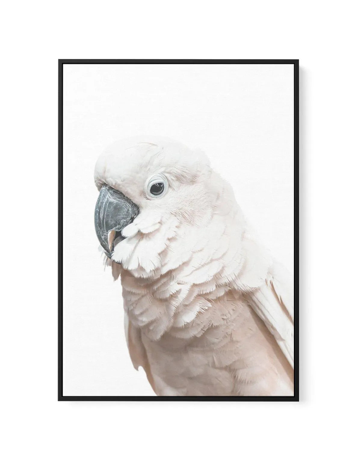 Cockatoo on White | Framed Canvas-CANVAS-You can shop wall art online with Olive et Oriel for everything from abstract art to fun kids wall art. Our beautiful modern art prints and canvas art are available from large canvas prints to wall art paintings and our proudly Australian artwork collection offers only the highest quality framed large wall art and canvas art Australia - You can buy fashion photography prints or Hampton print posters and paintings on canvas from Olive et Oriel and have the