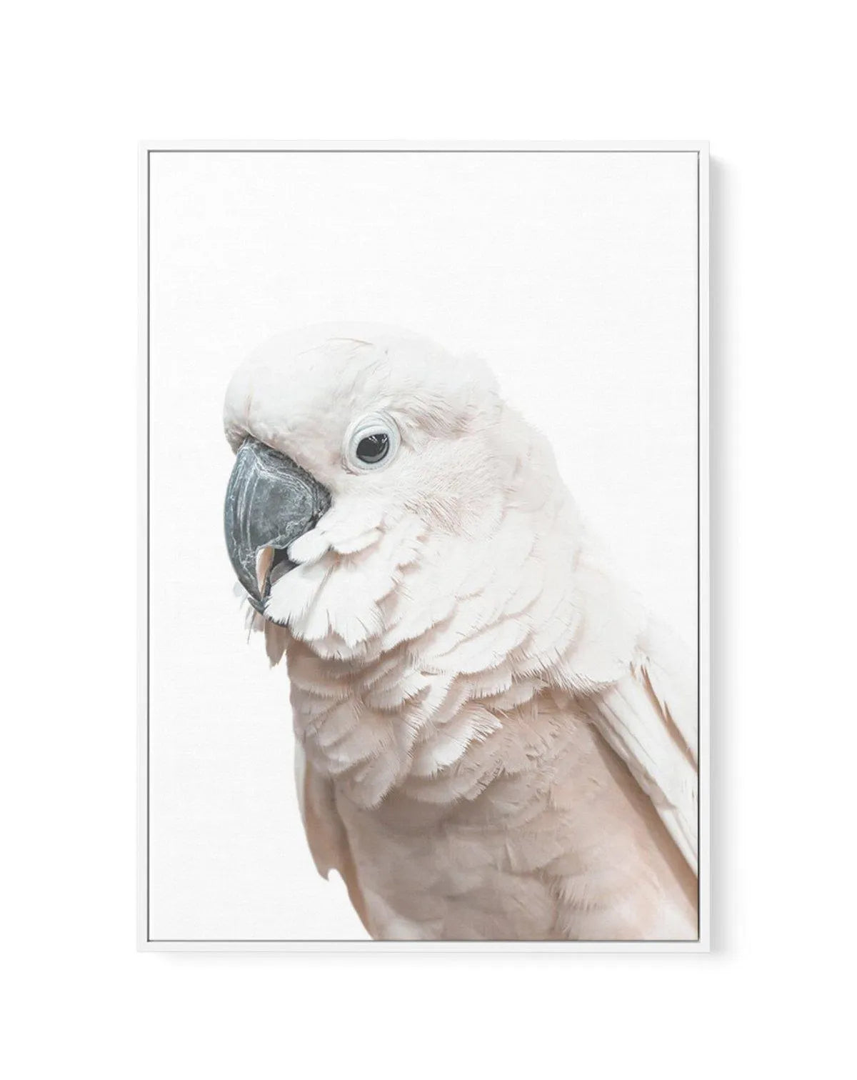 Cockatoo on White | Framed Canvas-CANVAS-You can shop wall art online with Olive et Oriel for everything from abstract art to fun kids wall art. Our beautiful modern art prints and canvas art are available from large canvas prints to wall art paintings and our proudly Australian artwork collection offers only the highest quality framed large wall art and canvas art Australia - You can buy fashion photography prints or Hampton print posters and paintings on canvas from Olive et Oriel and have the