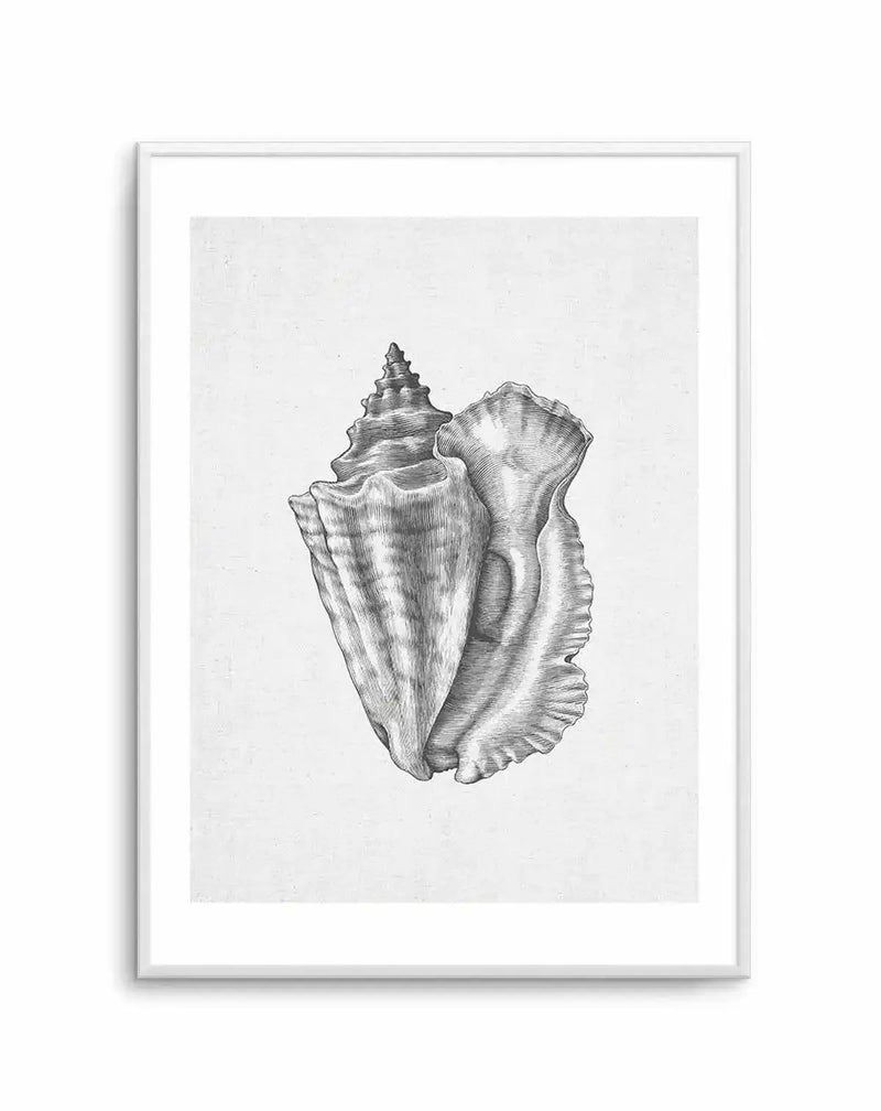 Framed art print featuring a detailed black and white illustration of a conch shell on a textured off-white background, with a white frame and white border. The shell is depicted with intricate line work, showcasing its spiral shape and ruffled opening, giving it a vintage scientific illustration feel.