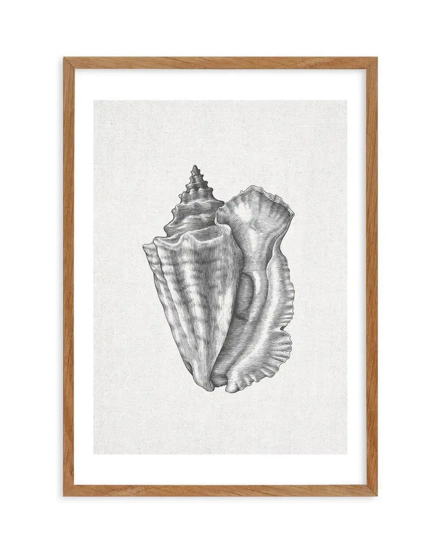 Detailed illustration of two conch shells in black and white, with fine line work creating texture and shading, printed on fine art paper and displayed in a natural oak frame with white border.