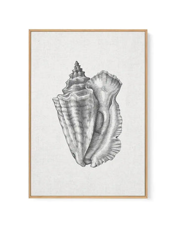 Detailed pencil sketch of a conch shell displayed in a natural wood frame. The illustration shows the shell's spiral peak at the top and broad, ridged body rendered in fine cross-hatching and line work. The drawing is rendered in black ink on off-white linen canvas, creating a classical naturalist aesthetic. The natural wood frame has a thin border with a white edge visible around the artwork.