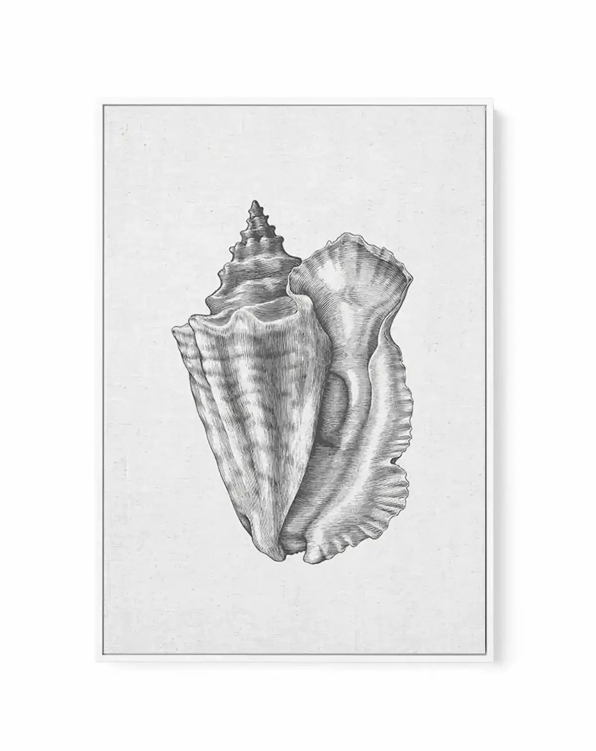 Conch Shell on Linen | Framed Canvas-CANVAS-You can shop wall art online with Olive et Oriel for everything from abstract art to fun kids wall art. Our beautiful modern art prints and canvas art are available from large canvas prints to wall art paintings and our proudly Australian artwork collection offers only the highest quality framed large wall art and canvas art Australia - You can buy fashion photography prints or Hampton print posters and paintings on canvas from Olive et Oriel and have 