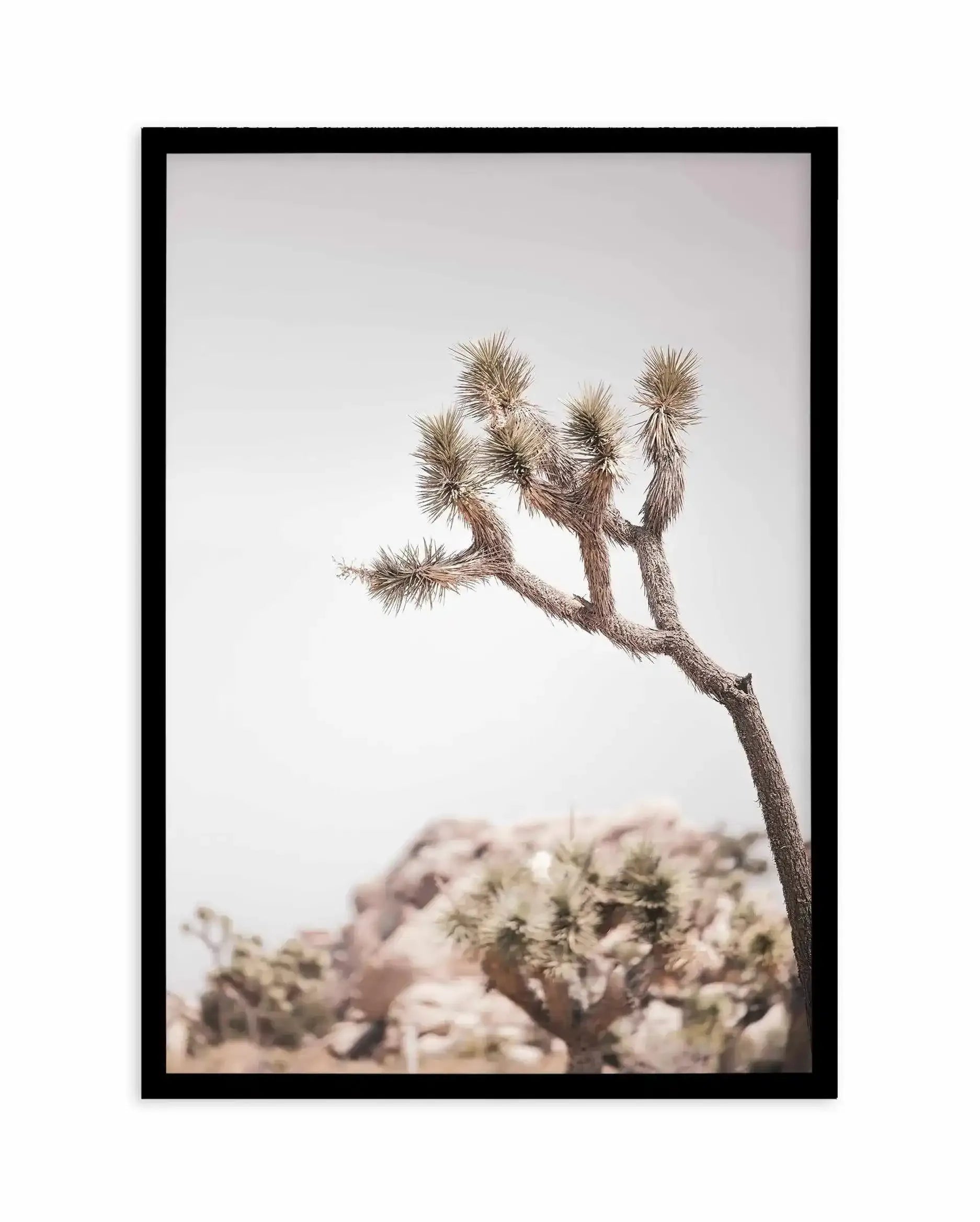 Cool Joshua Tree I | PT Art Print-PRINT-Olive et Oriel-Olive et Oriel-A4 | 8.3" x 11.7" | 21 x 29.7cm-Black-With White Border-Buy-Australian-Art-Prints-Online-with-Olive-et-Oriel-Your-Artwork-Specialists-Austrailia-Decorate-With-Coastal-Photo-Wall-Art-Prints-From-Our-Beach-House-Artwork-Collection-Fine-Poster-and-Framed-Artwork