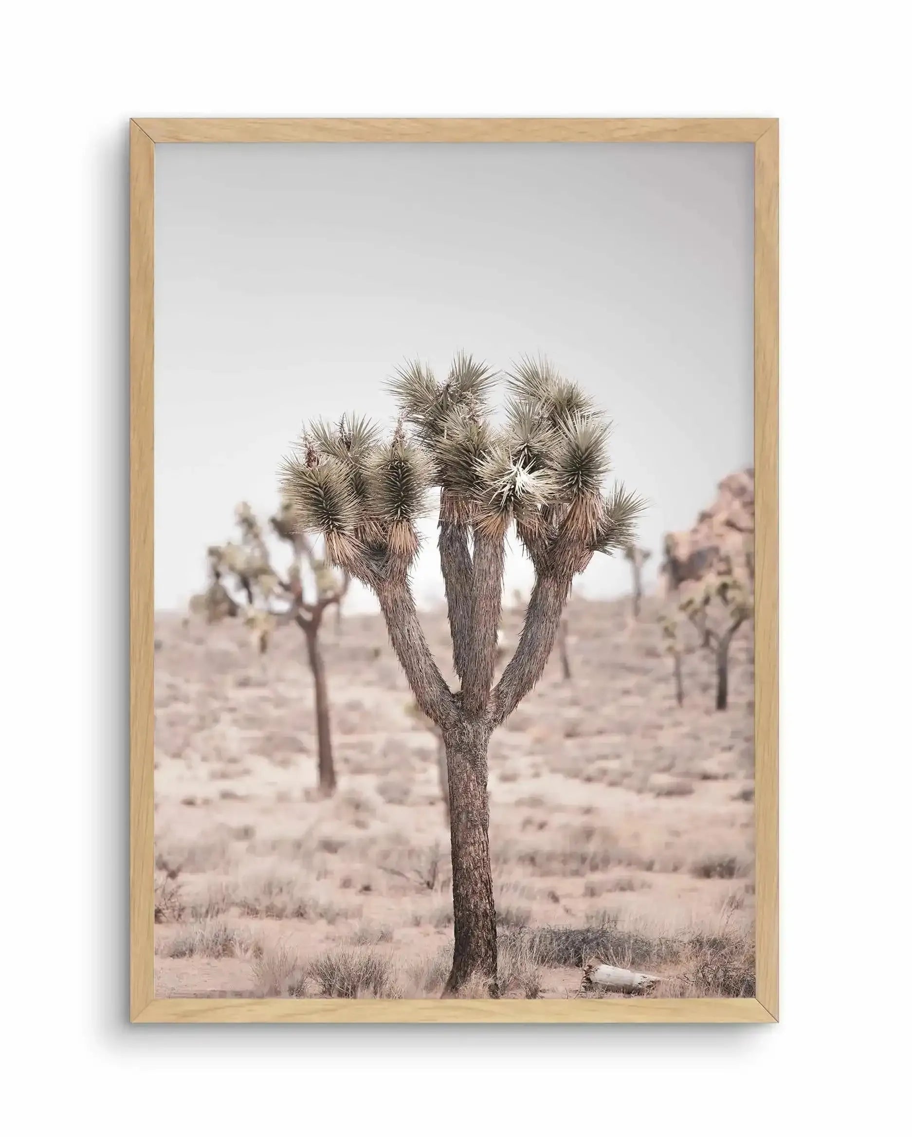 Cool Joshua Tree II | PT Art Print-PRINT-Olive et Oriel-Olive et Oriel-A4 | 8.3" x 11.7" | 21 x 29.7cm-Oak-With White Border-Buy-Australian-Art-Prints-Online-with-Olive-et-Oriel-Your-Artwork-Specialists-Austrailia-Decorate-With-Coastal-Photo-Wall-Art-Prints-From-Our-Beach-House-Artwork-Collection-Fine-Poster-and-Framed-Artwork
