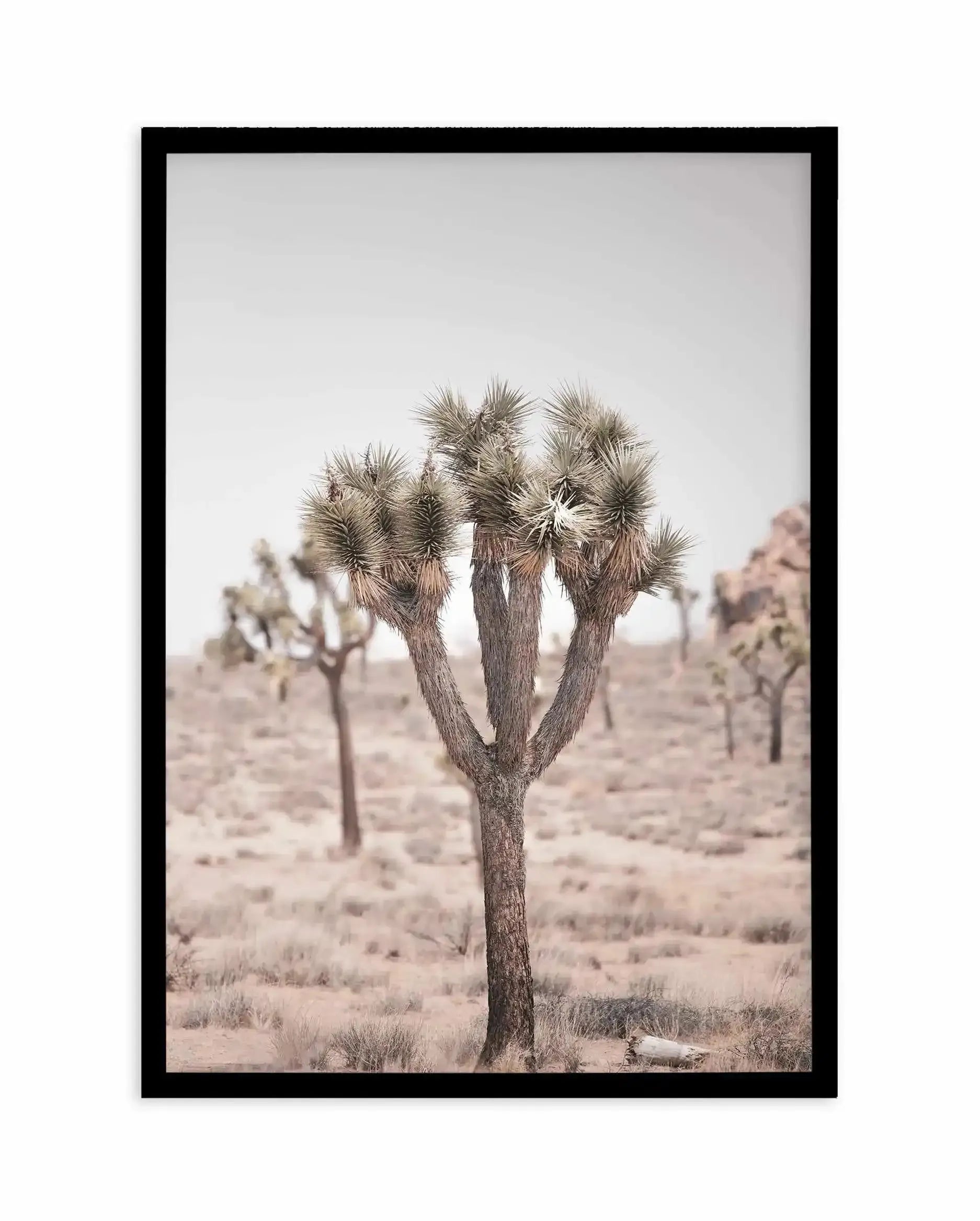 Cool Joshua Tree II | PT Art Print-PRINT-Olive et Oriel-Olive et Oriel-A4 | 8.3" x 11.7" | 21 x 29.7cm-Black-With White Border-Buy-Australian-Art-Prints-Online-with-Olive-et-Oriel-Your-Artwork-Specialists-Austrailia-Decorate-With-Coastal-Photo-Wall-Art-Prints-From-Our-Beach-House-Artwork-Collection-Fine-Poster-and-Framed-Artwork