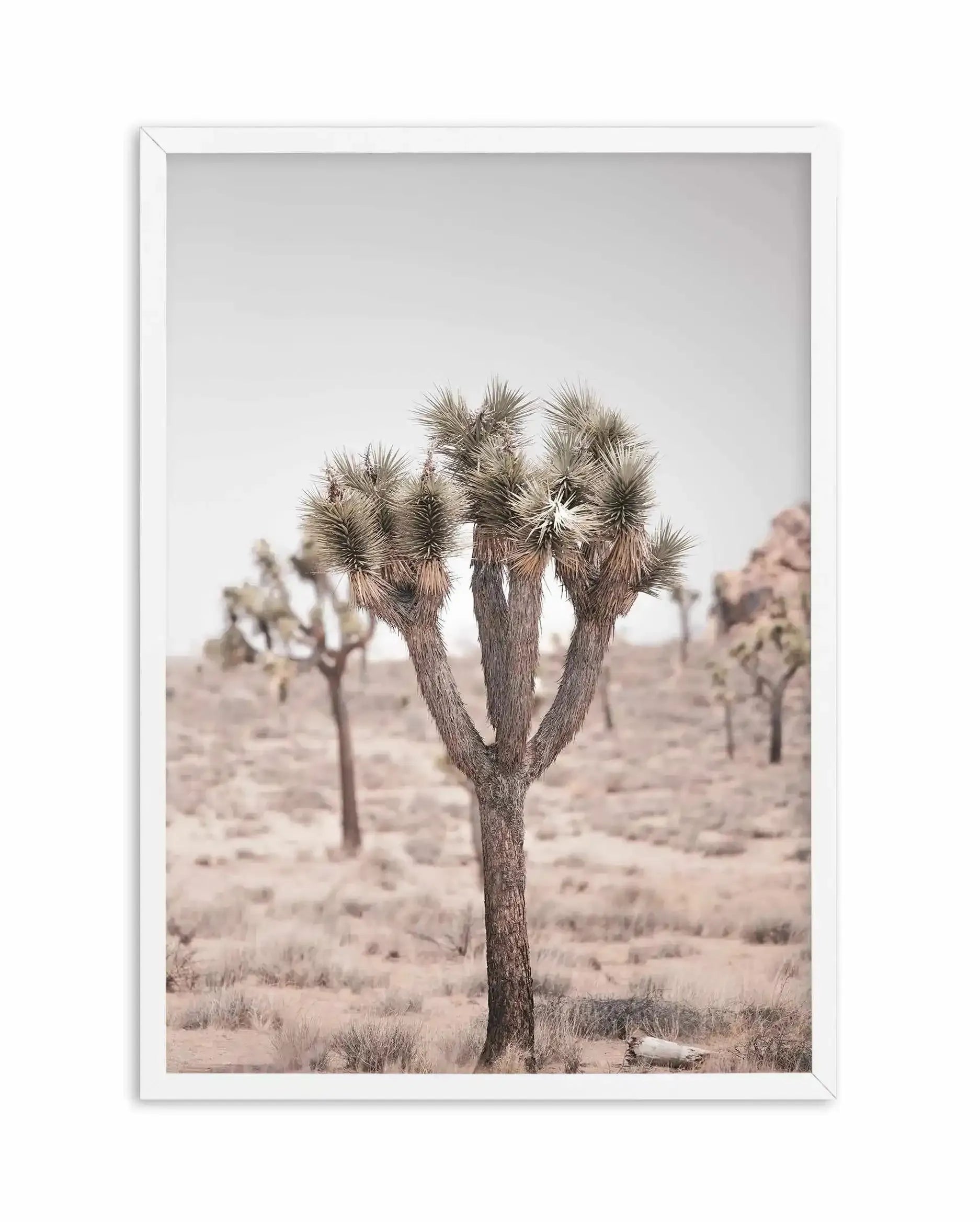 Cool Joshua Tree II | PT Art Print-PRINT-Olive et Oriel-Olive et Oriel-A4 | 8.3" x 11.7" | 21 x 29.7cm-White-With White Border-Buy-Australian-Art-Prints-Online-with-Olive-et-Oriel-Your-Artwork-Specialists-Austrailia-Decorate-With-Coastal-Photo-Wall-Art-Prints-From-Our-Beach-House-Artwork-Collection-Fine-Poster-and-Framed-Artwork