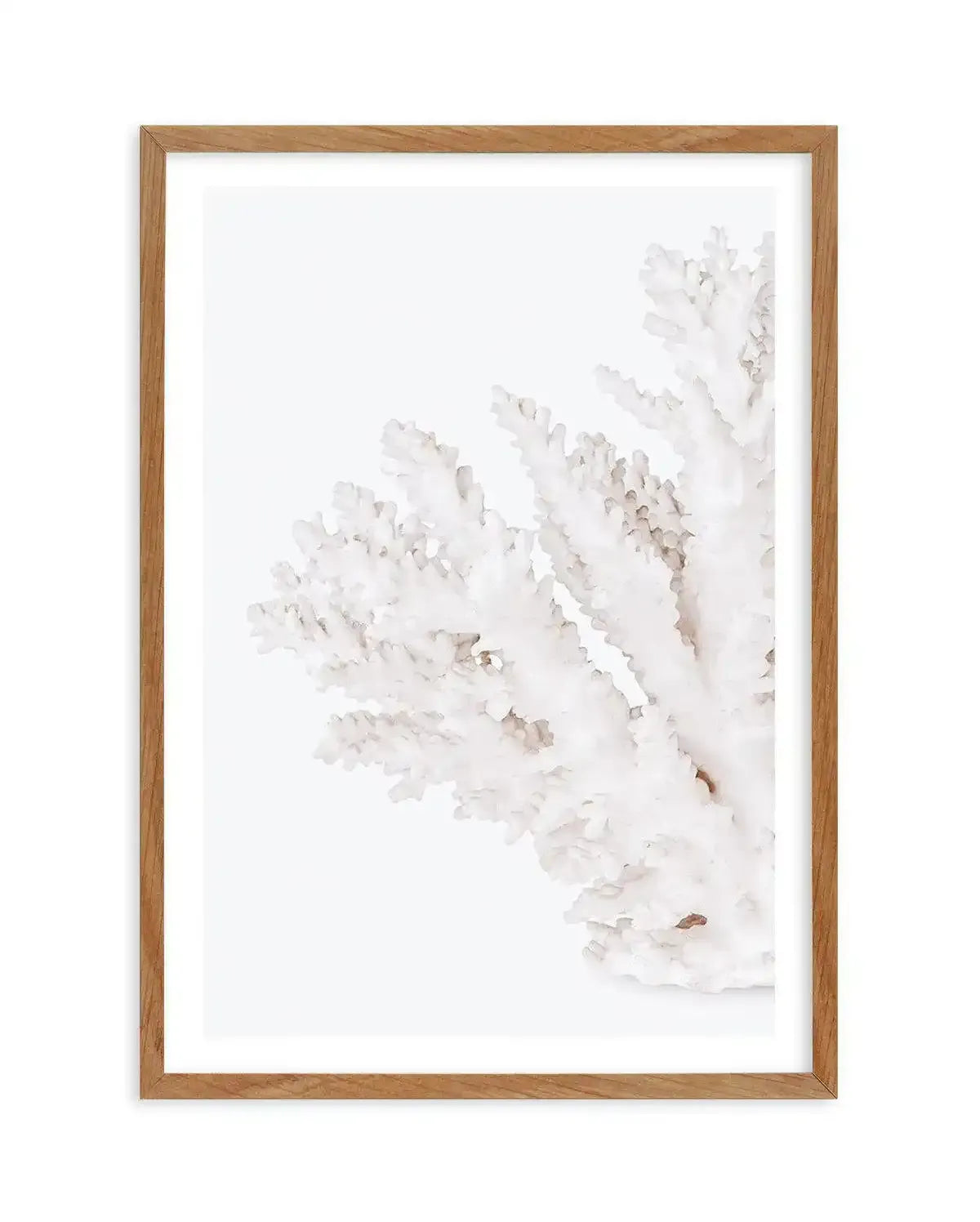 Coral II | Left Art Print-PRINT-Olive et Oriel-Olive et Oriel-50x70 cm | 19.6" x 27.5"-Walnut-With White Border-Buy-Australian-Art-Prints-Online-with-Olive-et-Oriel-Your-Artwork-Specialists-Austrailia-Decorate-With-Coastal-Photo-Wall-Art-Prints-From-Our-Beach-House-Artwork-Collection-Fine-Poster-and-Framed-Artwork