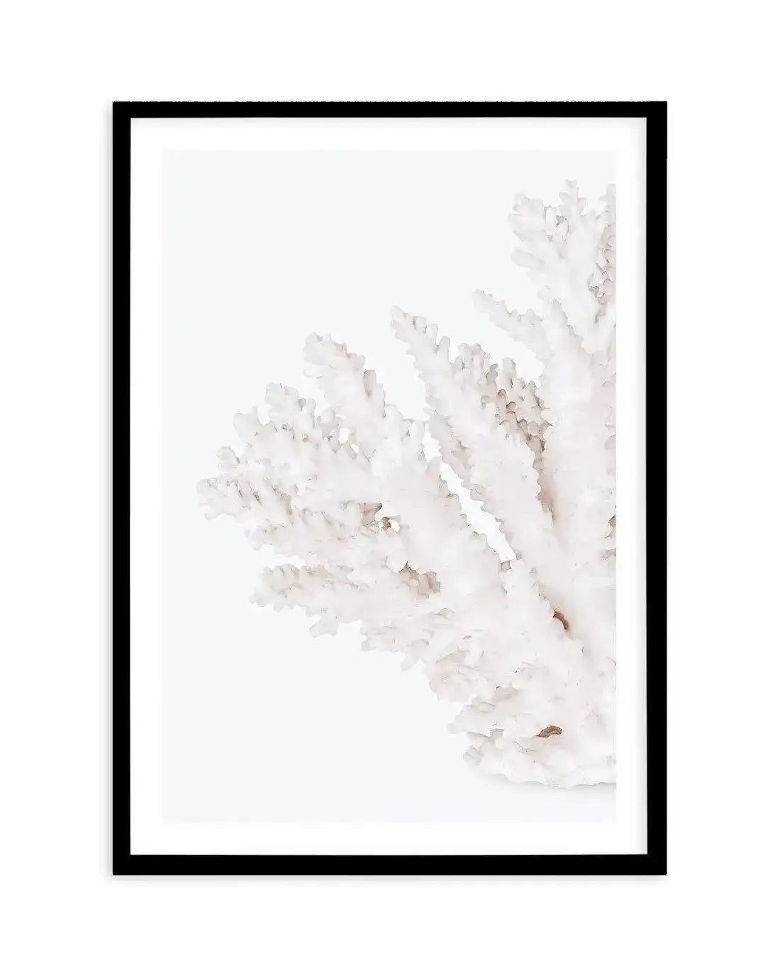 Coral II | Left Art Print-PRINT-Olive et Oriel-Olive et Oriel-A5 | 5.8" x 8.3" | 14.8 x 21cm-Black-With White Border-Buy-Australian-Art-Prints-Online-with-Olive-et-Oriel-Your-Artwork-Specialists-Austrailia-Decorate-With-Coastal-Photo-Wall-Art-Prints-From-Our-Beach-House-Artwork-Collection-Fine-Poster-and-Framed-Artwork
