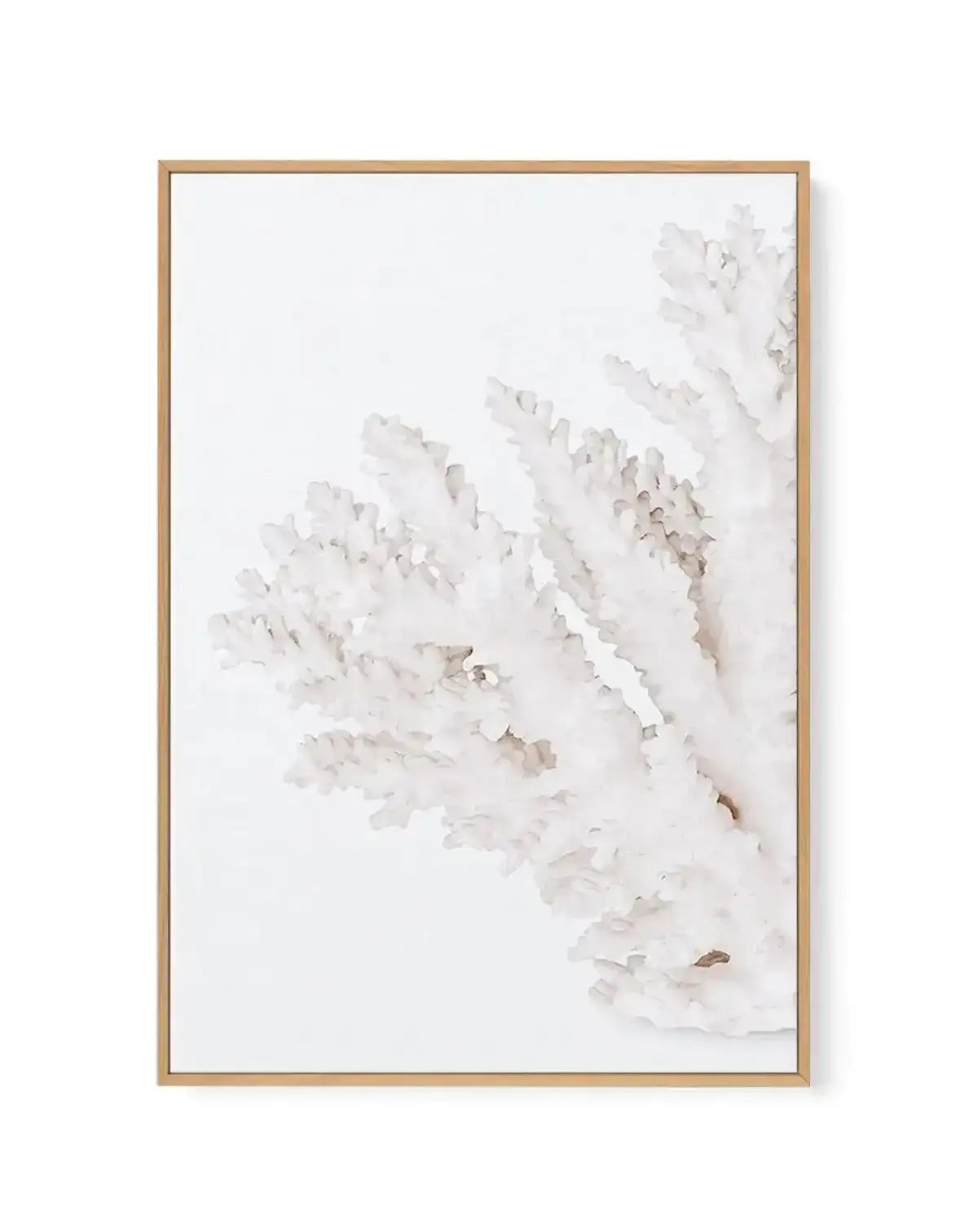 Coral II | Left | Framed Canvas-CANVAS-You can shop wall art online with Olive et Oriel for everything from abstract art to fun kids wall art. Our beautiful modern art prints and canvas art are available from large canvas prints to wall art paintings and our proudly Australian artwork collection offers only the highest quality framed large wall art and canvas art Australia - You can buy fashion photography prints or Hampton print posters and paintings on canvas from Olive et Oriel and have them 