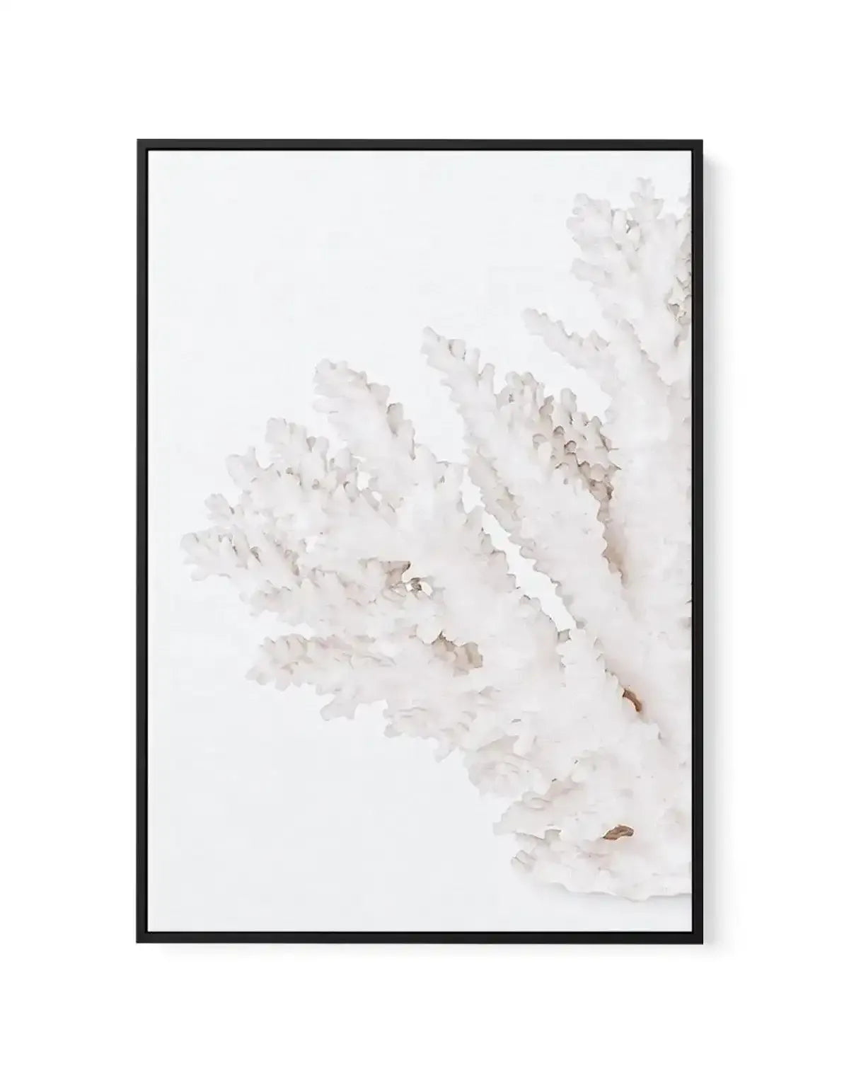 Coral II | Left | Framed Canvas-CANVAS-You can shop wall art online with Olive et Oriel for everything from abstract art to fun kids wall art. Our beautiful modern art prints and canvas art are available from large canvas prints to wall art paintings and our proudly Australian artwork collection offers only the highest quality framed large wall art and canvas art Australia - You can buy fashion photography prints or Hampton print posters and paintings on canvas from Olive et Oriel and have them 