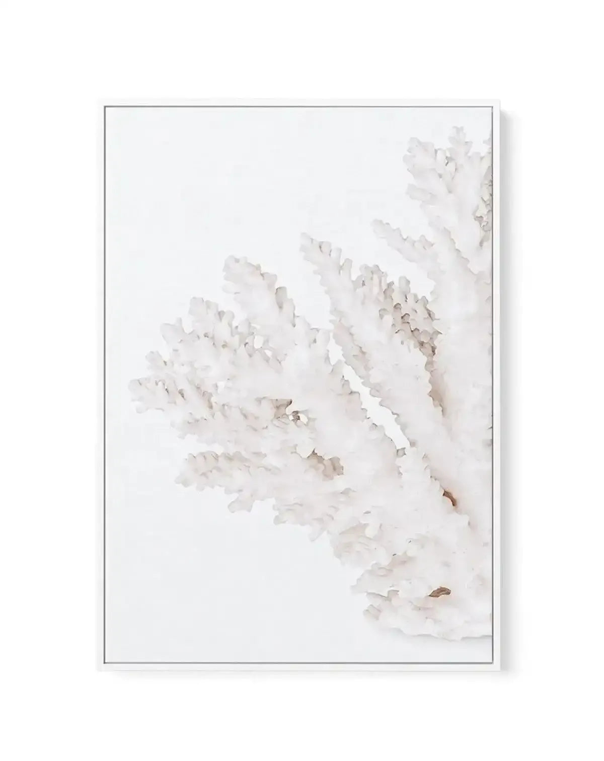 Coral II | Left | Framed Canvas-CANVAS-You can shop wall art online with Olive et Oriel for everything from abstract art to fun kids wall art. Our beautiful modern art prints and canvas art are available from large canvas prints to wall art paintings and our proudly Australian artwork collection offers only the highest quality framed large wall art and canvas art Australia - You can buy fashion photography prints or Hampton print posters and paintings on canvas from Olive et Oriel and have them 