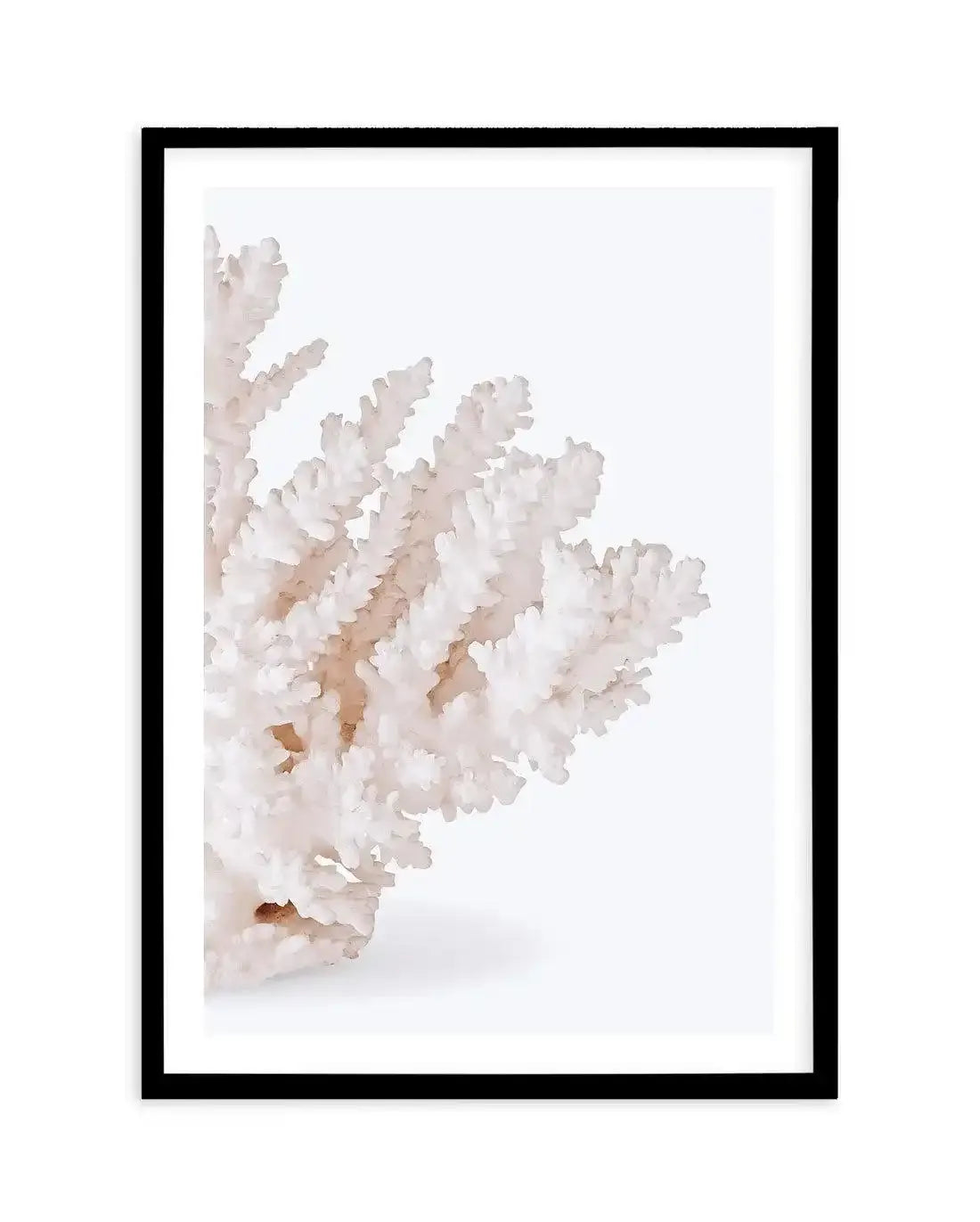Coral II | Right Art Print-PRINT-Olive et Oriel-Olive et Oriel-A5 | 5.8" x 8.3" | 14.8 x 21cm-Black-With White Border-Buy-Australian-Art-Prints-Online-with-Olive-et-Oriel-Your-Artwork-Specialists-Austrailia-Decorate-With-Coastal-Photo-Wall-Art-Prints-From-Our-Beach-House-Artwork-Collection-Fine-Poster-and-Framed-Artwork