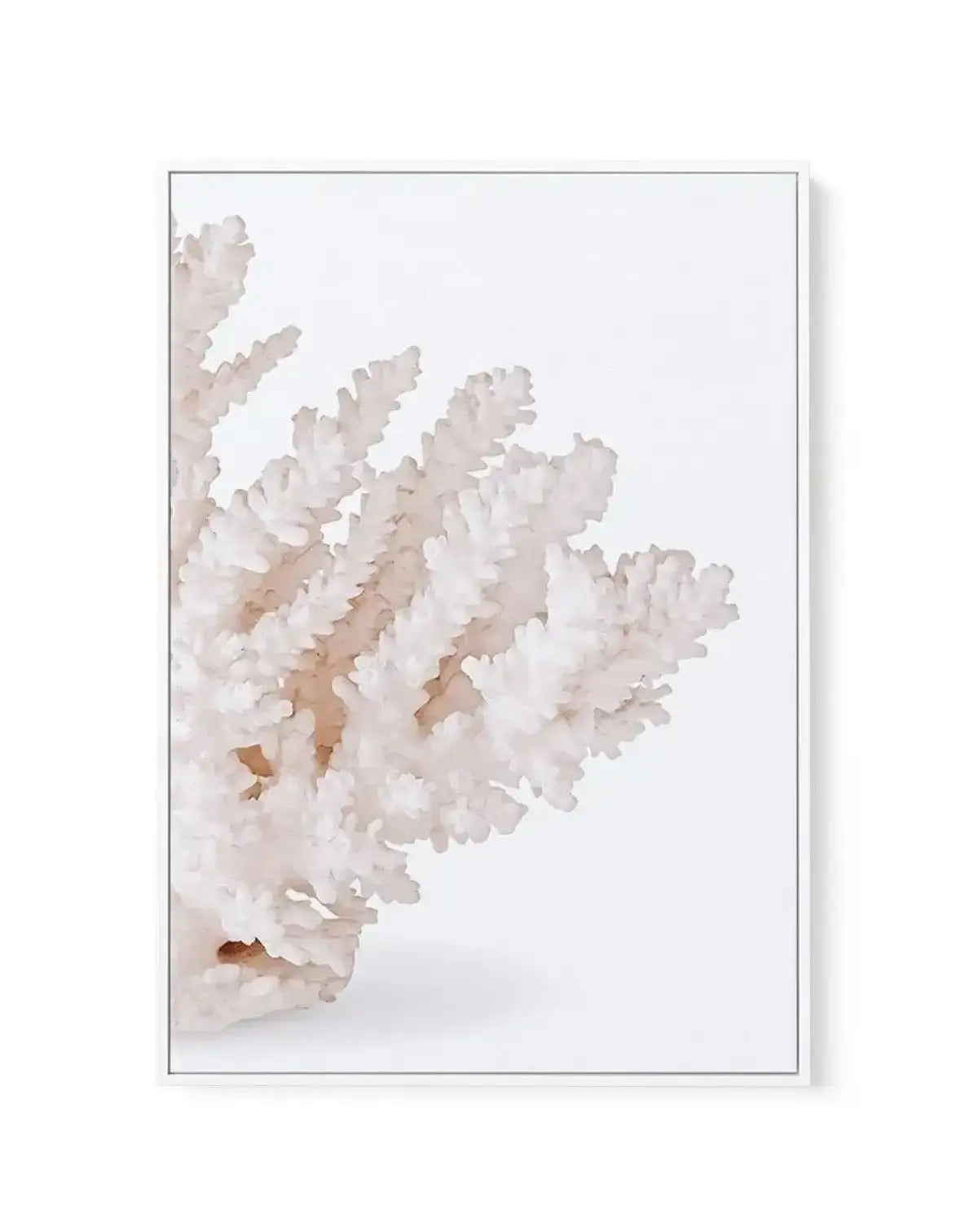 Coral II | Right | Framed Canvas-CANVAS-You can shop wall art online with Olive et Oriel for everything from abstract art to fun kids wall art. Our beautiful modern art prints and canvas art are available from large canvas prints to wall art paintings and our proudly Australian artwork collection offers only the highest quality framed large wall art and canvas art Australia - You can buy fashion photography prints or Hampton print posters and paintings on canvas from Olive et Oriel and have them