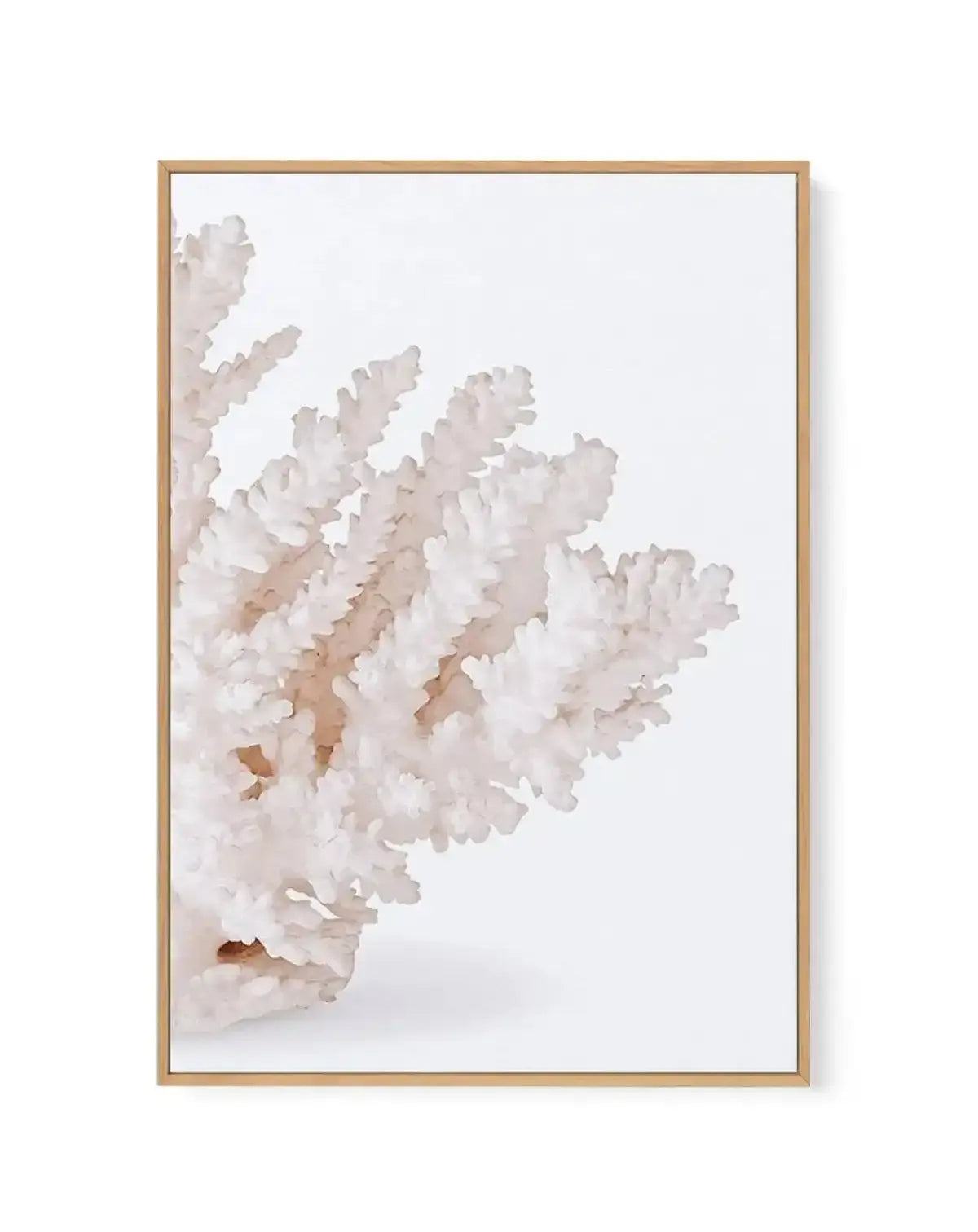 Coral II | Right | Framed Canvas-CANVAS-You can shop wall art online with Olive et Oriel for everything from abstract art to fun kids wall art. Our beautiful modern art prints and canvas art are available from large canvas prints to wall art paintings and our proudly Australian artwork collection offers only the highest quality framed large wall art and canvas art Australia - You can buy fashion photography prints or Hampton print posters and paintings on canvas from Olive et Oriel and have them