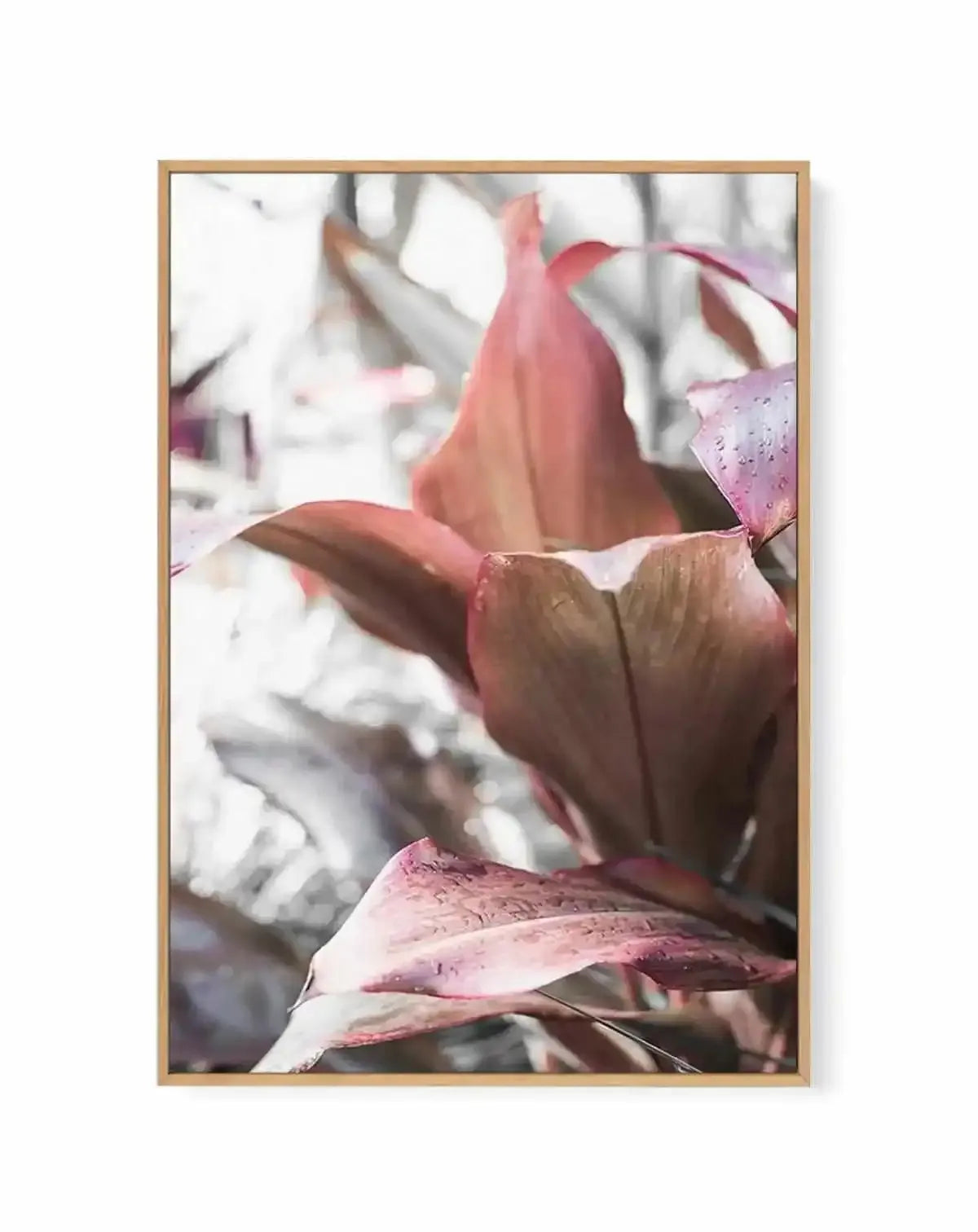 Cordyline Plant | Framed Canvas Art Print from Olive et Oriel where you can shop wallpaper and artworks online