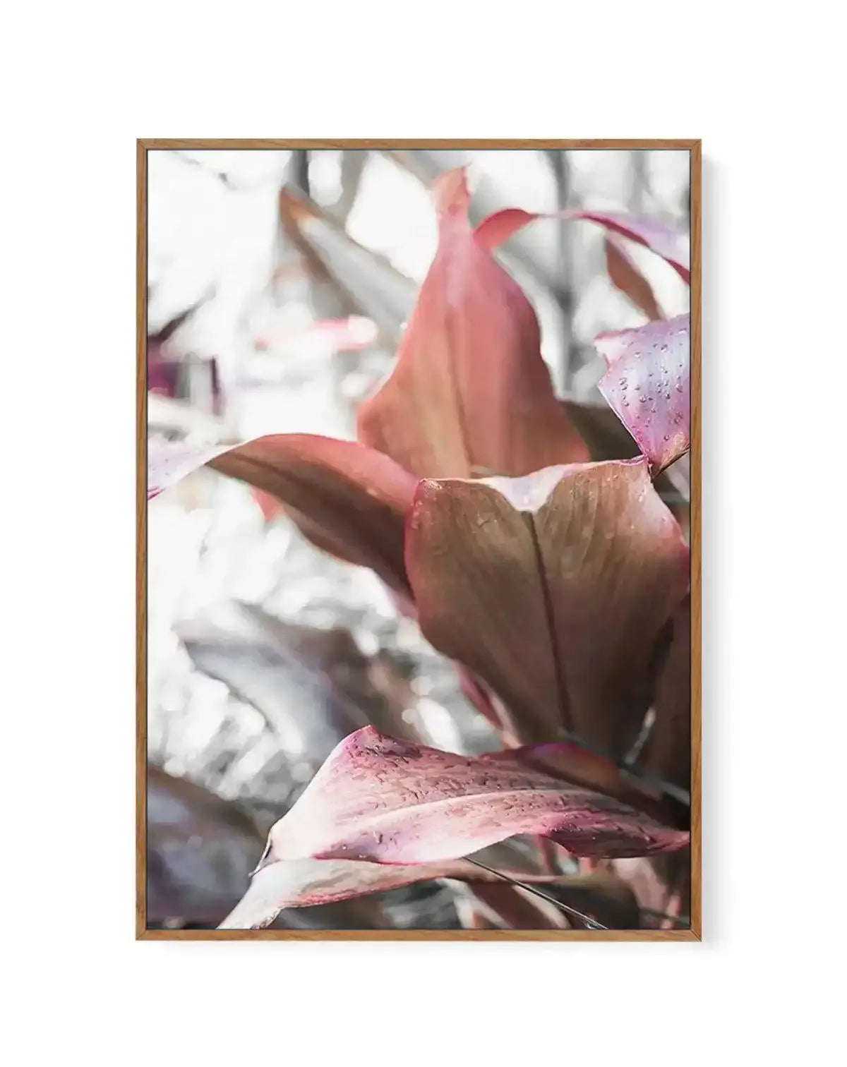 Cordyline Plant | Framed Canvas-CANVAS-You can shop wall art online with Olive et Oriel for everything from abstract art to fun kids wall art. Our beautiful modern art prints and canvas art are available from large canvas prints to wall art paintings and our proudly Australian artwork collection offers only the highest quality framed large wall art and canvas art Australia - You can buy fashion photography prints or Hampton print posters and paintings on canvas from Olive et Oriel and have them 