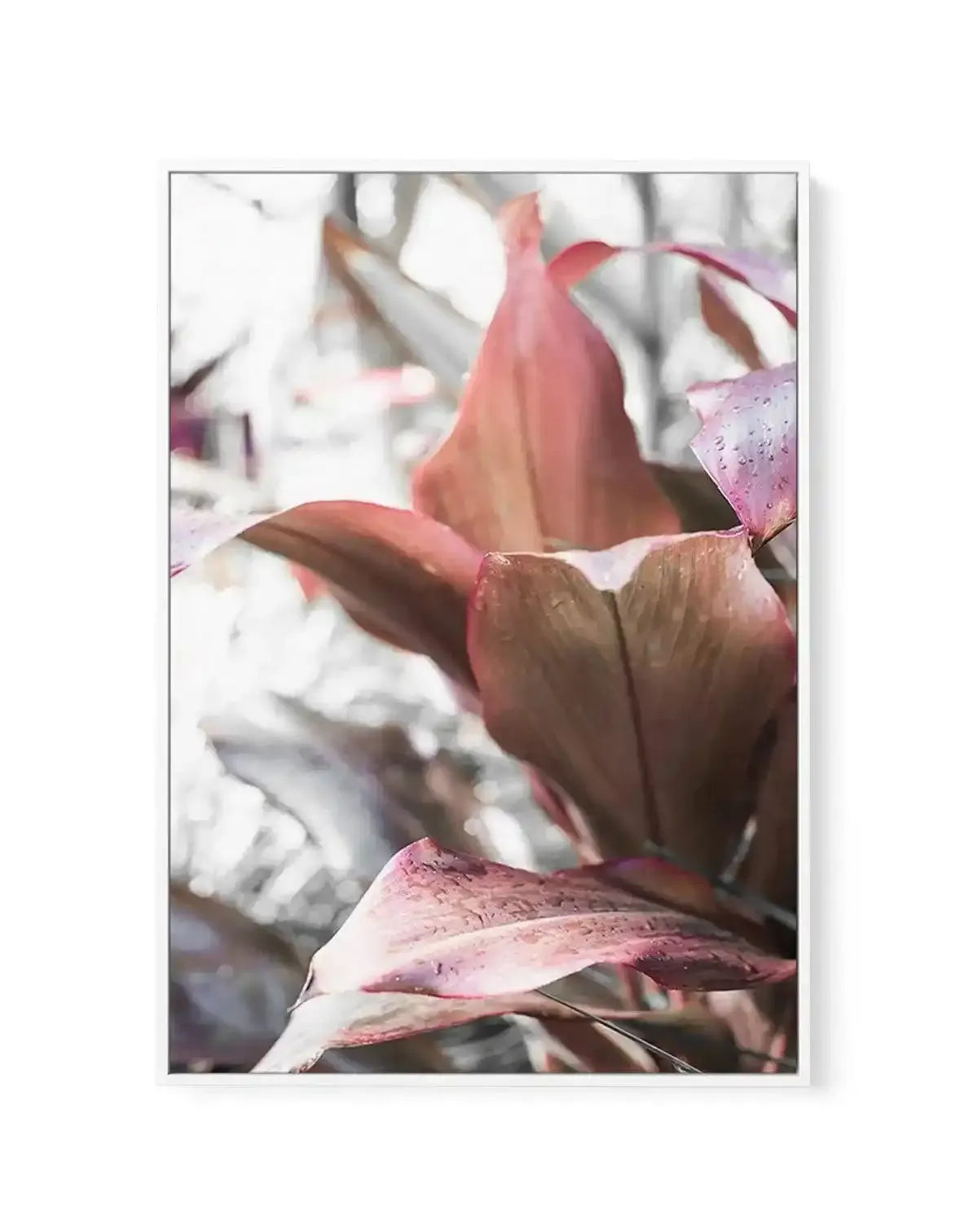 Cordyline Plant | Framed Canvas-CANVAS-You can shop wall art online with Olive et Oriel for everything from abstract art to fun kids wall art. Our beautiful modern art prints and canvas art are available from large canvas prints to wall art paintings and our proudly Australian artwork collection offers only the highest quality framed large wall art and canvas art Australia - You can buy fashion photography prints or Hampton print posters and paintings on canvas from Olive et Oriel and have them 