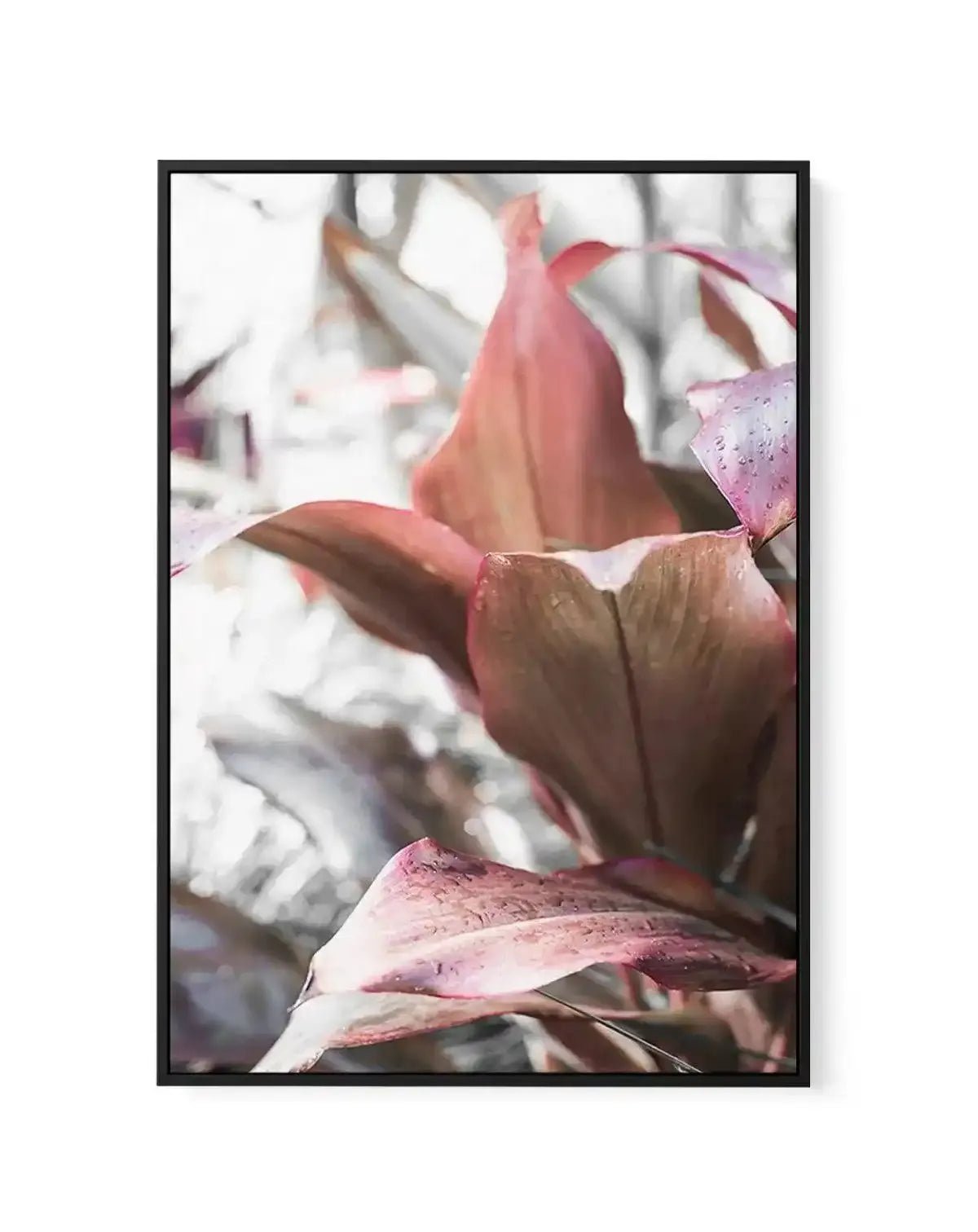 Cordyline Plant | Framed Canvas-CANVAS-You can shop wall art online with Olive et Oriel for everything from abstract art to fun kids wall art. Our beautiful modern art prints and canvas art are available from large canvas prints to wall art paintings and our proudly Australian artwork collection offers only the highest quality framed large wall art and canvas art Australia - You can buy fashion photography prints or Hampton print posters and paintings on canvas from Olive et Oriel and have them 