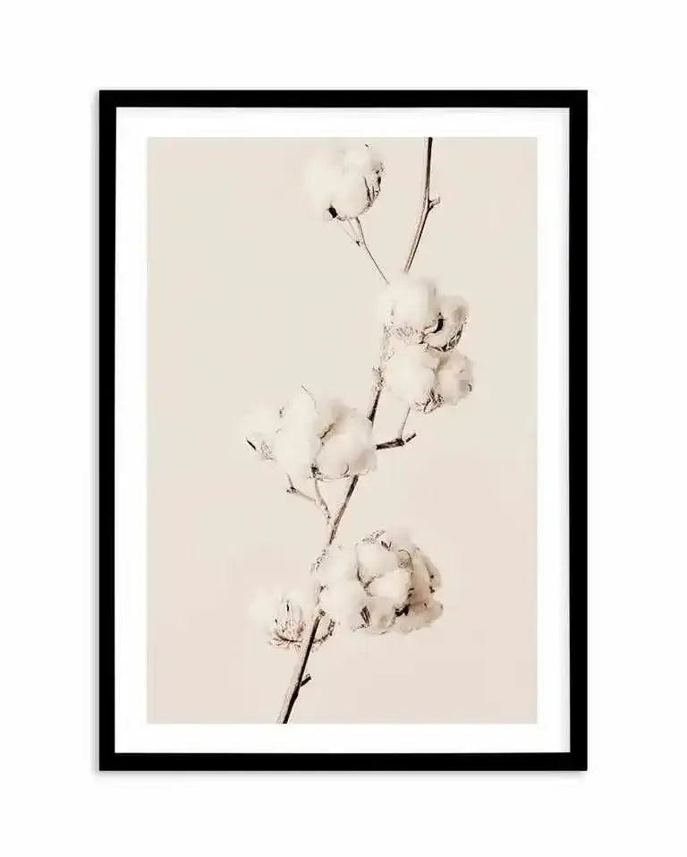Cotton In Bloom Art Print-PRINT-Olive et Oriel-Olive et Oriel-A5 | 5.8" x 8.3" | 14.8 x 21cm-Black-With White Border-Buy-Australian-Art-Prints-Online-with-Olive-et-Oriel-Your-Artwork-Specialists-Austrailia-Decorate-With-Coastal-Photo-Wall-Art-Prints-From-Our-Beach-House-Artwork-Collection-Fine-Poster-and-Framed-Artwork