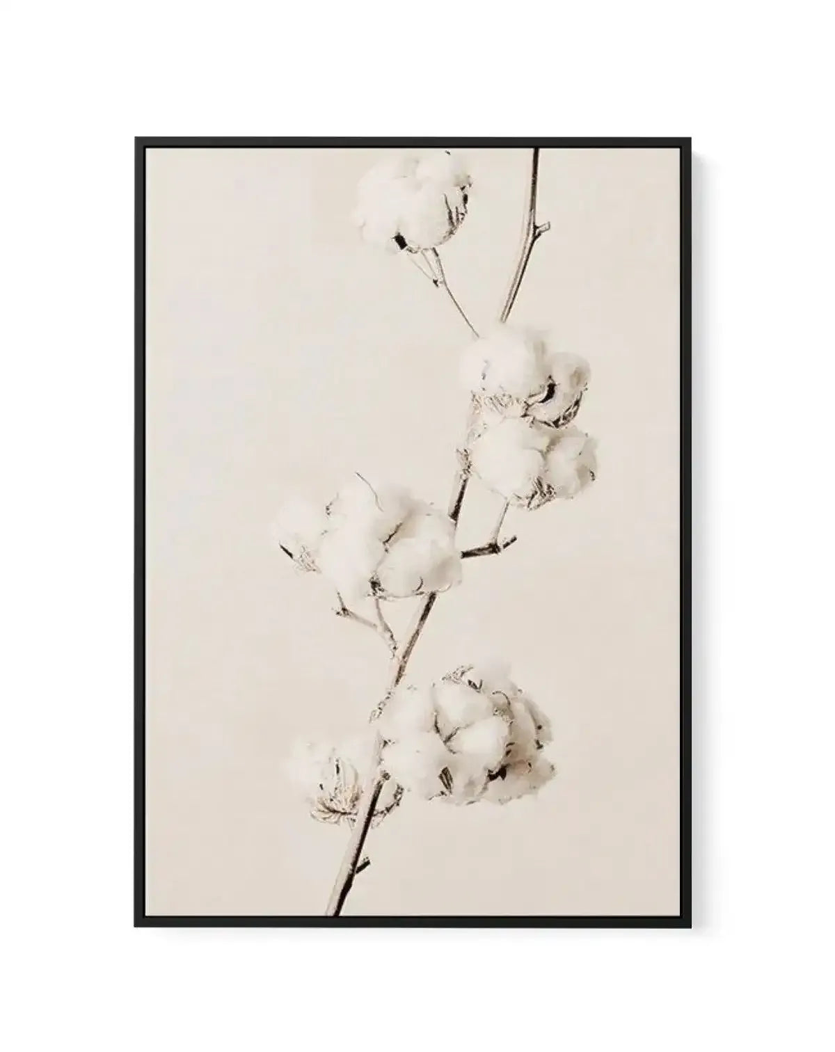 Cotton In Bloom | Framed Canvas-CANVAS-You can shop wall art online with Olive et Oriel for everything from abstract art to fun kids wall art. Our beautiful modern art prints and canvas art are available from large canvas prints to wall art paintings and our proudly Australian artwork collection offers only the highest quality framed large wall art and canvas art Australia - You can buy fashion photography prints or Hampton print posters and paintings on canvas from Olive et Oriel and have them 