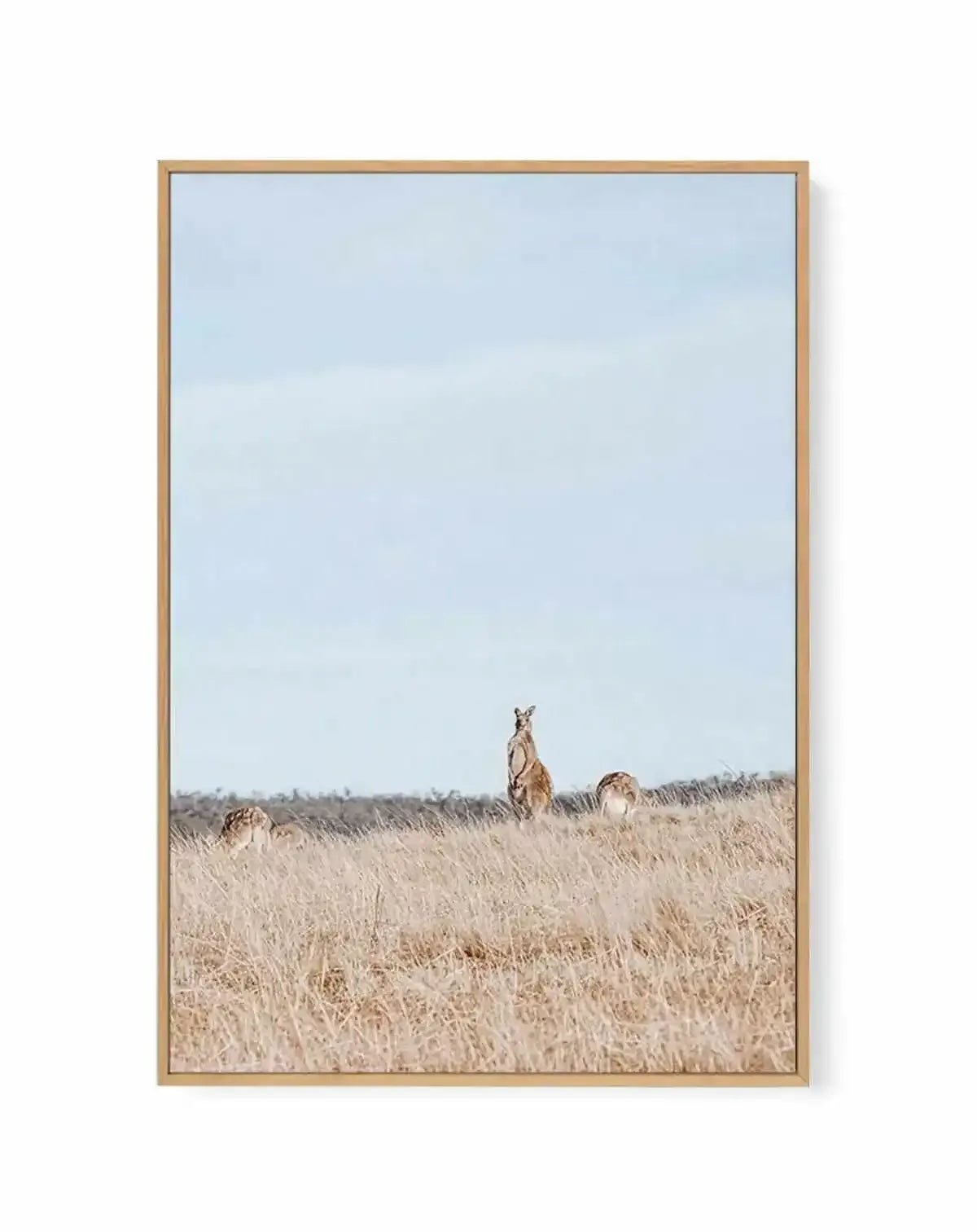 Country Kangaroo II | Framed Canvas Art Print from Olive et Oriel where you can shop wallpaper and artworks online