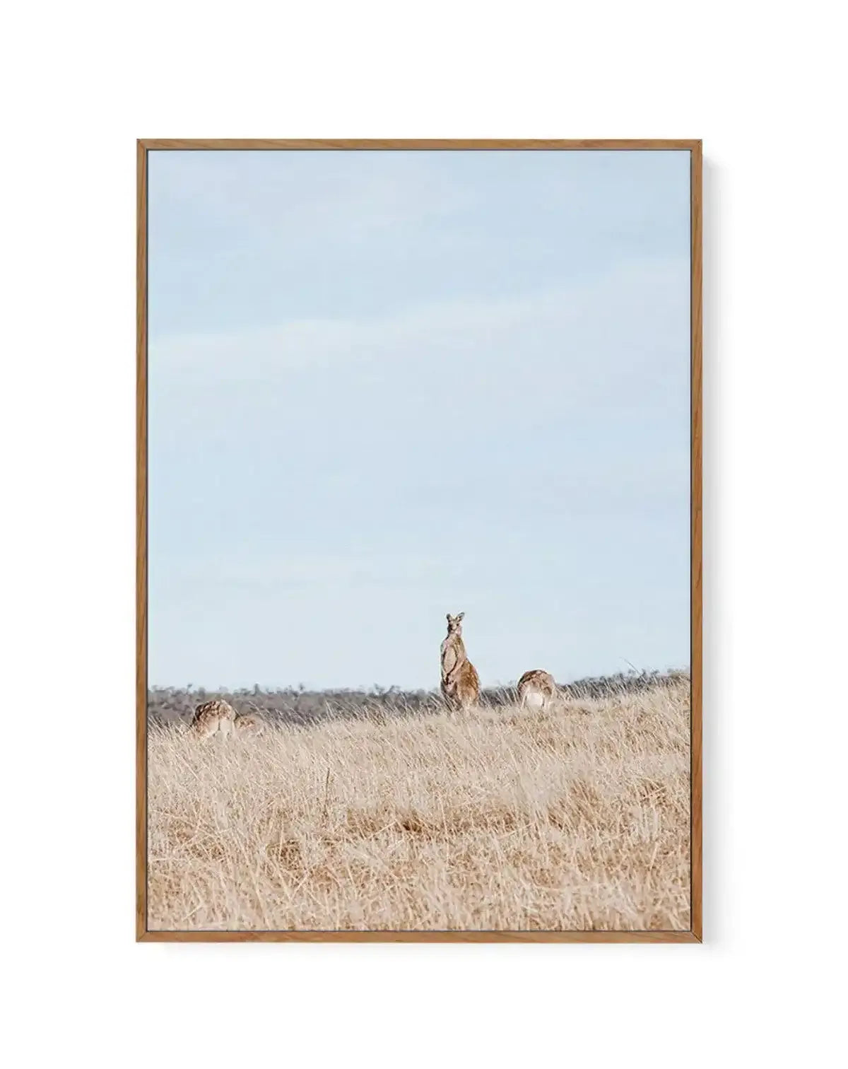 Country Kangaroo II | Framed Canvas-CANVAS-You can shop wall art online with Olive et Oriel for everything from abstract art to fun kids wall art. Our beautiful modern art prints and canvas art are available from large canvas prints to wall art paintings and our proudly Australian artwork collection offers only the highest quality framed large wall art and canvas art Australia - You can buy fashion photography prints or Hampton print posters and paintings on canvas from Olive et Oriel and have t