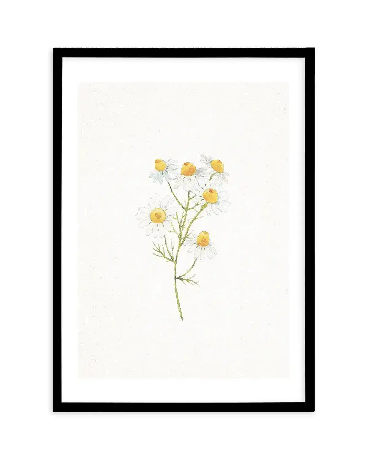 Daisies on Linen I Art Print-PRINT-Olive et Oriel-Olive et Oriel-A5 | 5.8" x 8.3" | 14.8 x 21cm-Black-With White Border-Buy-Australian-Art-Prints-Online-with-Olive-et-Oriel-Your-Artwork-Specialists-Austrailia-Decorate-With-Coastal-Photo-Wall-Art-Prints-From-Our-Beach-House-Artwork-Collection-Fine-Poster-and-Framed-Artwork