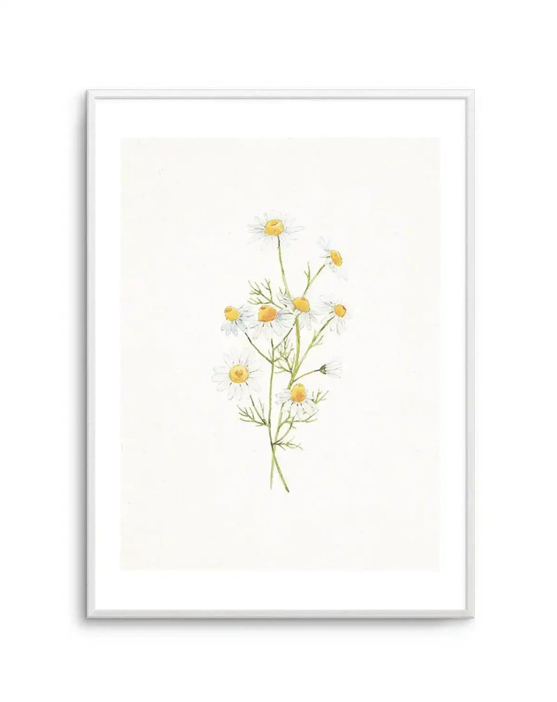 Framed art print displaying a watercolor botanical illustration of delicate daisies with yellow centers and white petals arranged on thin green stems with feathery foliage against a cream background. The artwork is mounted in a light gray frame with a white border, presented on a white wall.