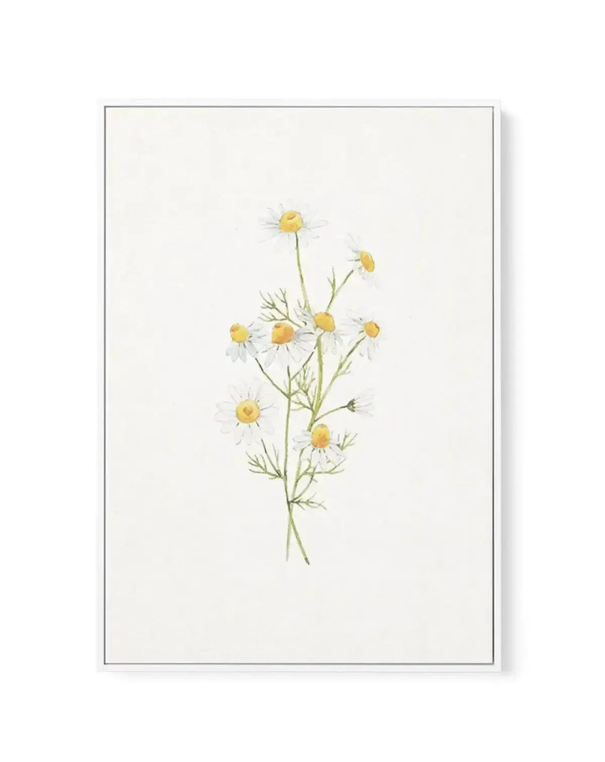 Daisies on Linen II | Framed Canvas-CANVAS-You can shop wall art online with Olive et Oriel for everything from abstract art to fun kids wall art. Our beautiful modern art prints and canvas art are available from large canvas prints to wall art paintings and our proudly Australian artwork collection offers only the highest quality framed large wall art and canvas art Australia - You can buy fashion photography prints or Hampton print posters and paintings on canvas from Olive et Oriel and have t